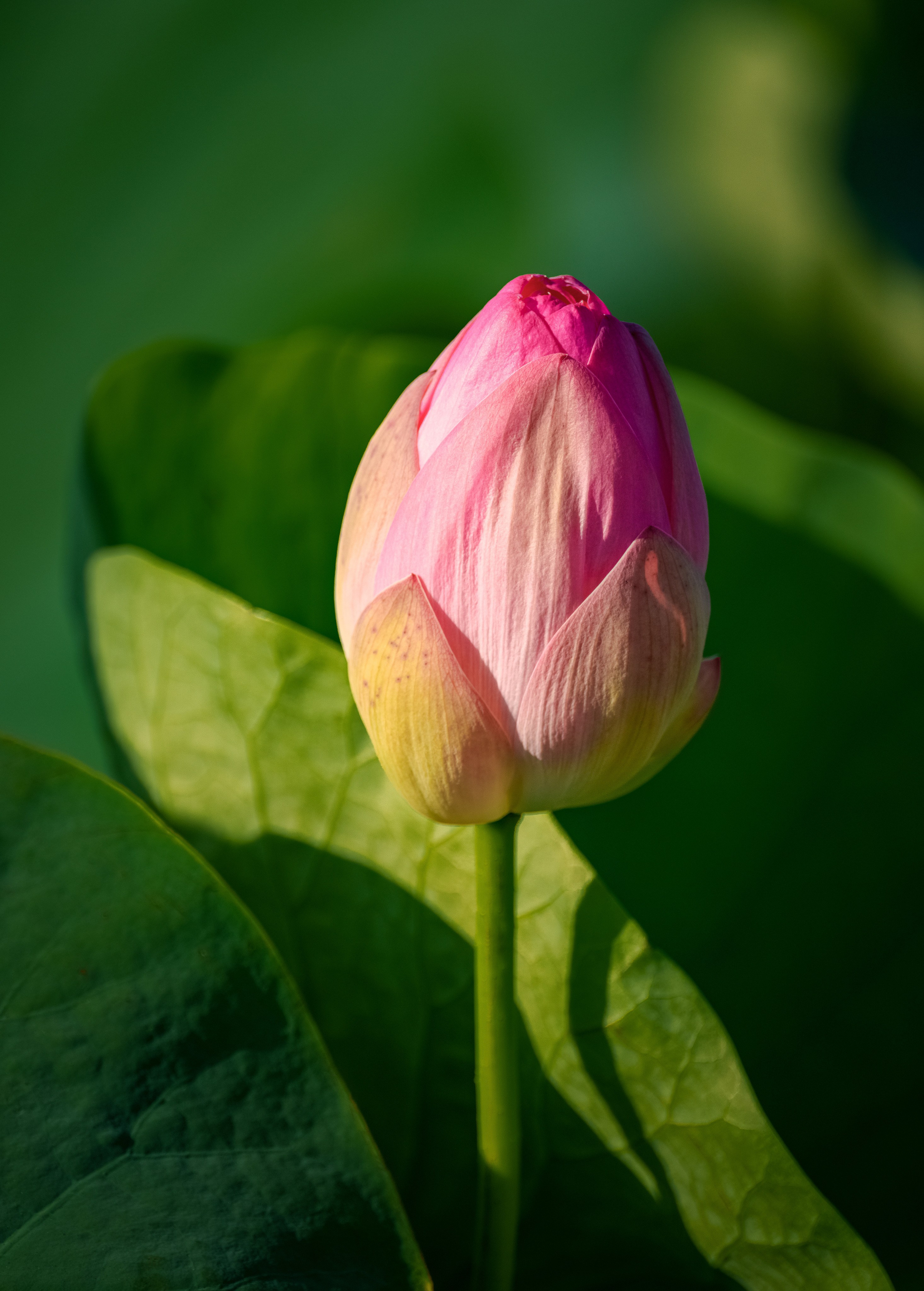 Золотые лотосы. Июль