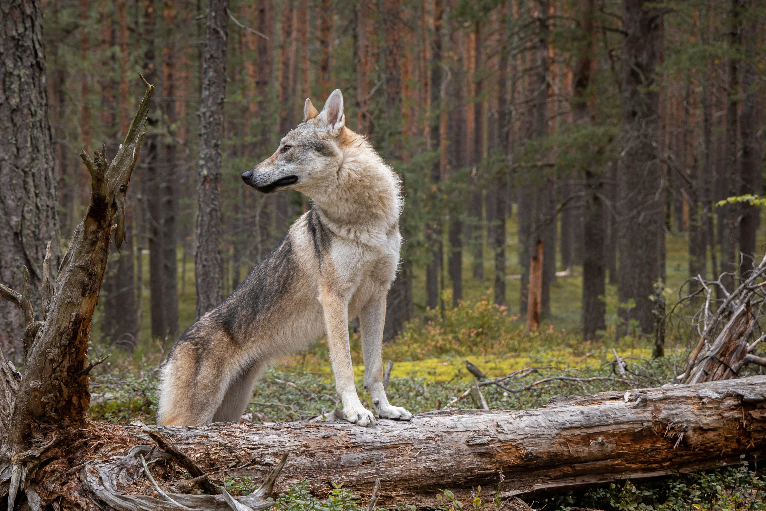 Творческие съёмки. Творческий и свадебный фотограф в Санкт-Петербурге Екатерина PHOTOFORY