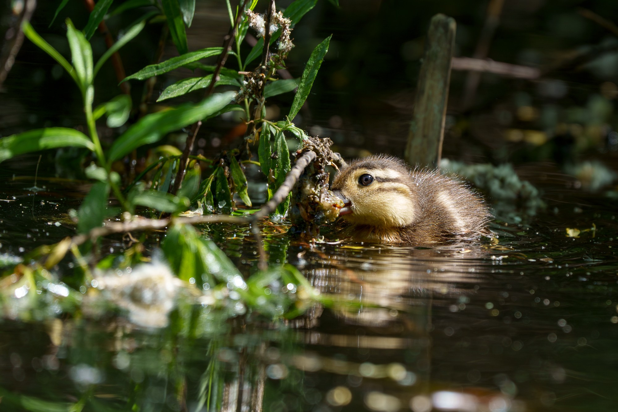 Удивительные мир птиц. Вокруг нас столько прекрасного — присмотритесь!. Ваш личный фотограф Марина Волкова