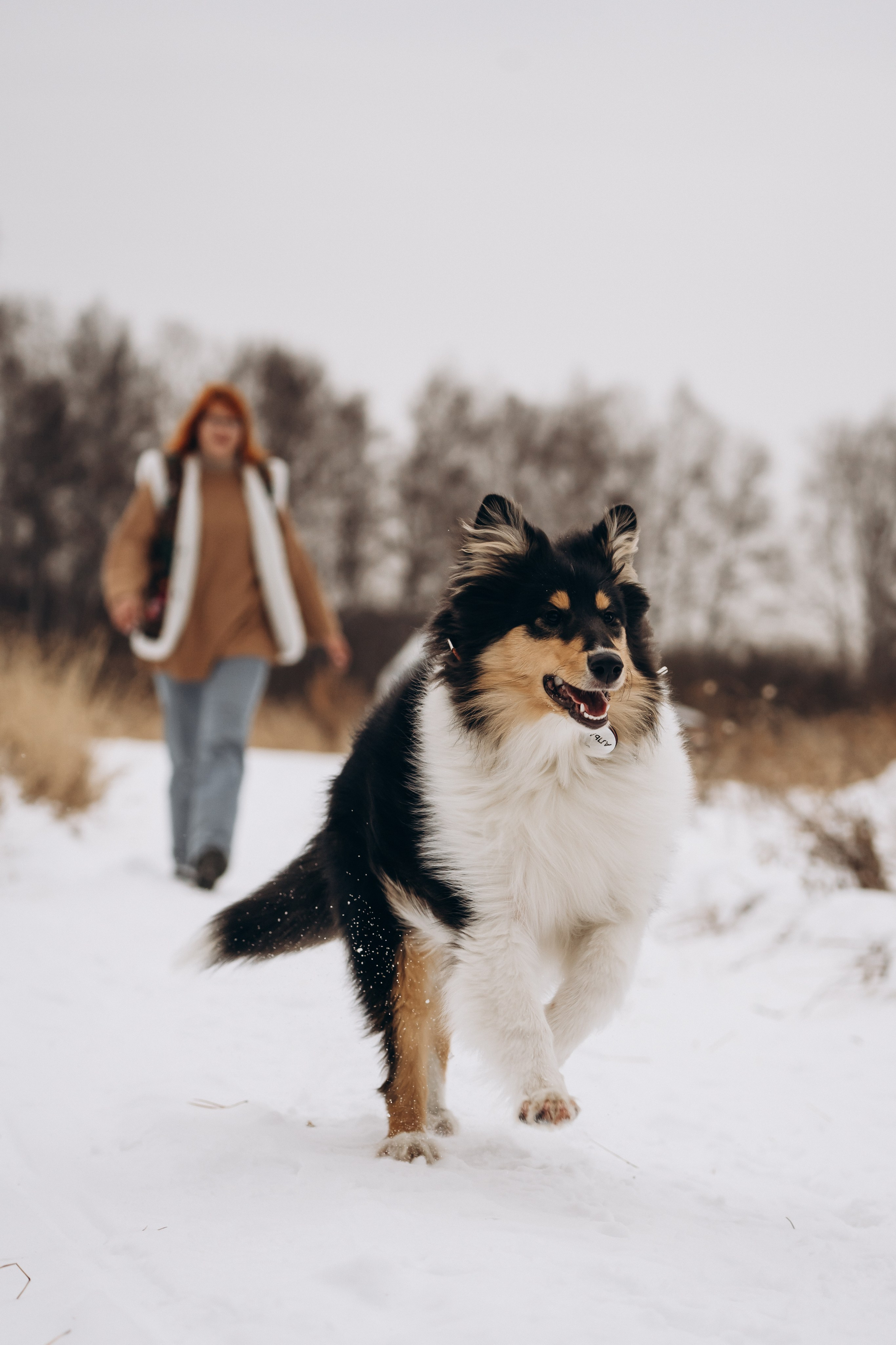 Альма. Фотограф-анималист Анастасия Большакова