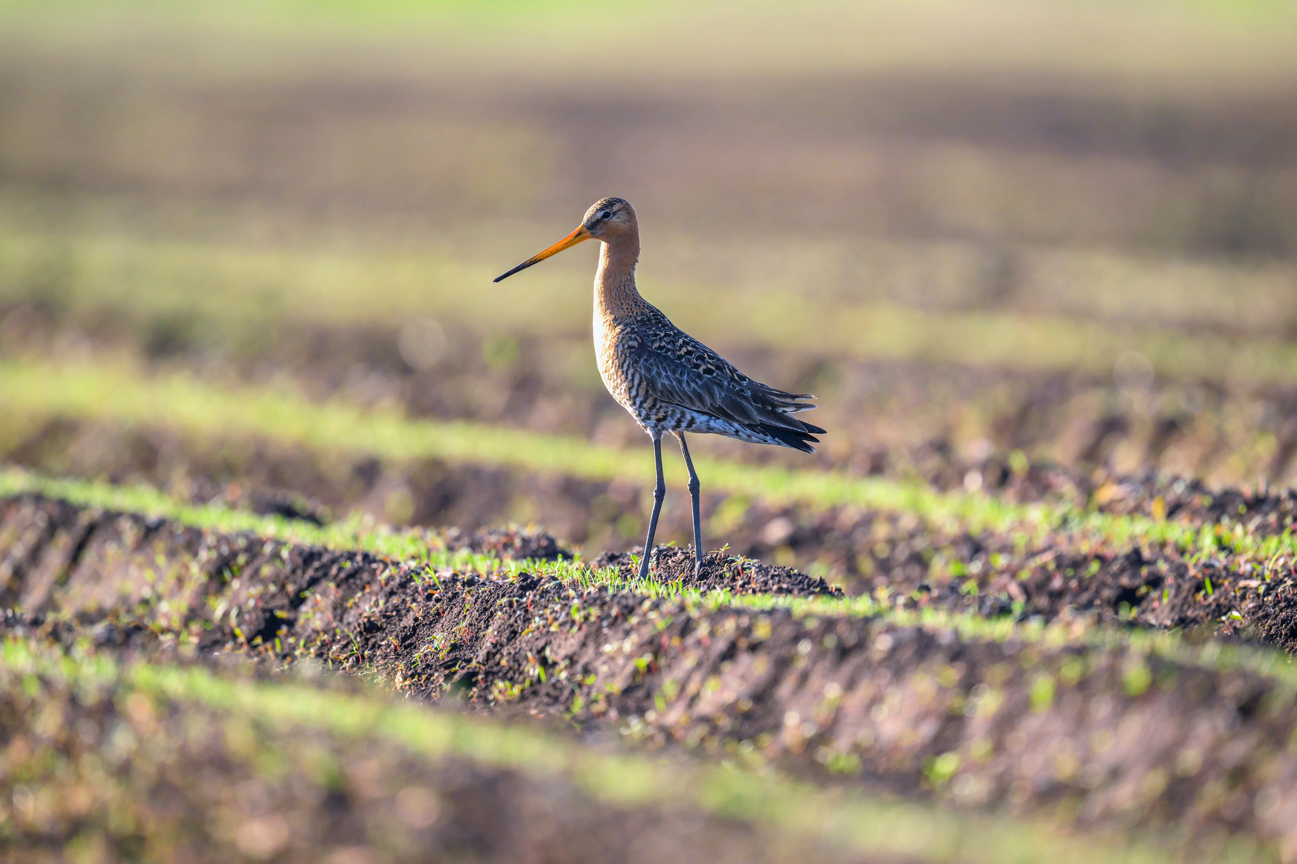Веретенник и славка. Wildlife photography by Sergey Puponin