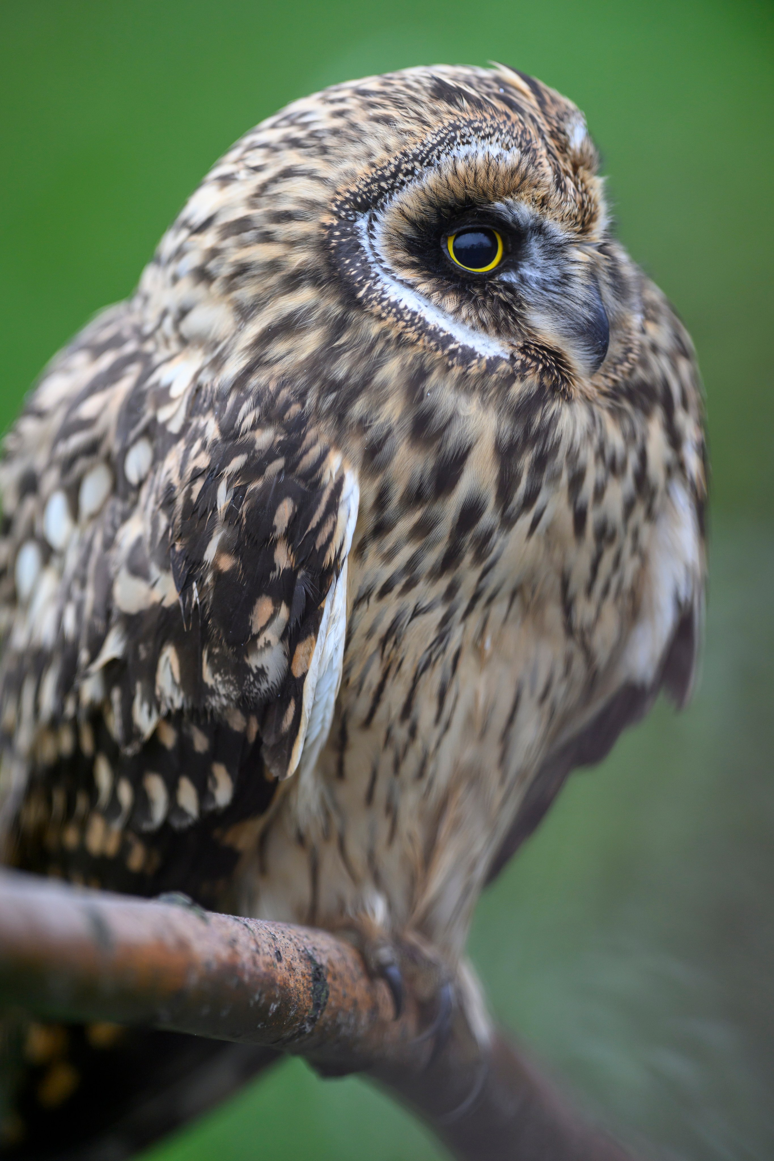 Фотосессия совенка | Owlet photo session. Фотограф Сергей Пупонин