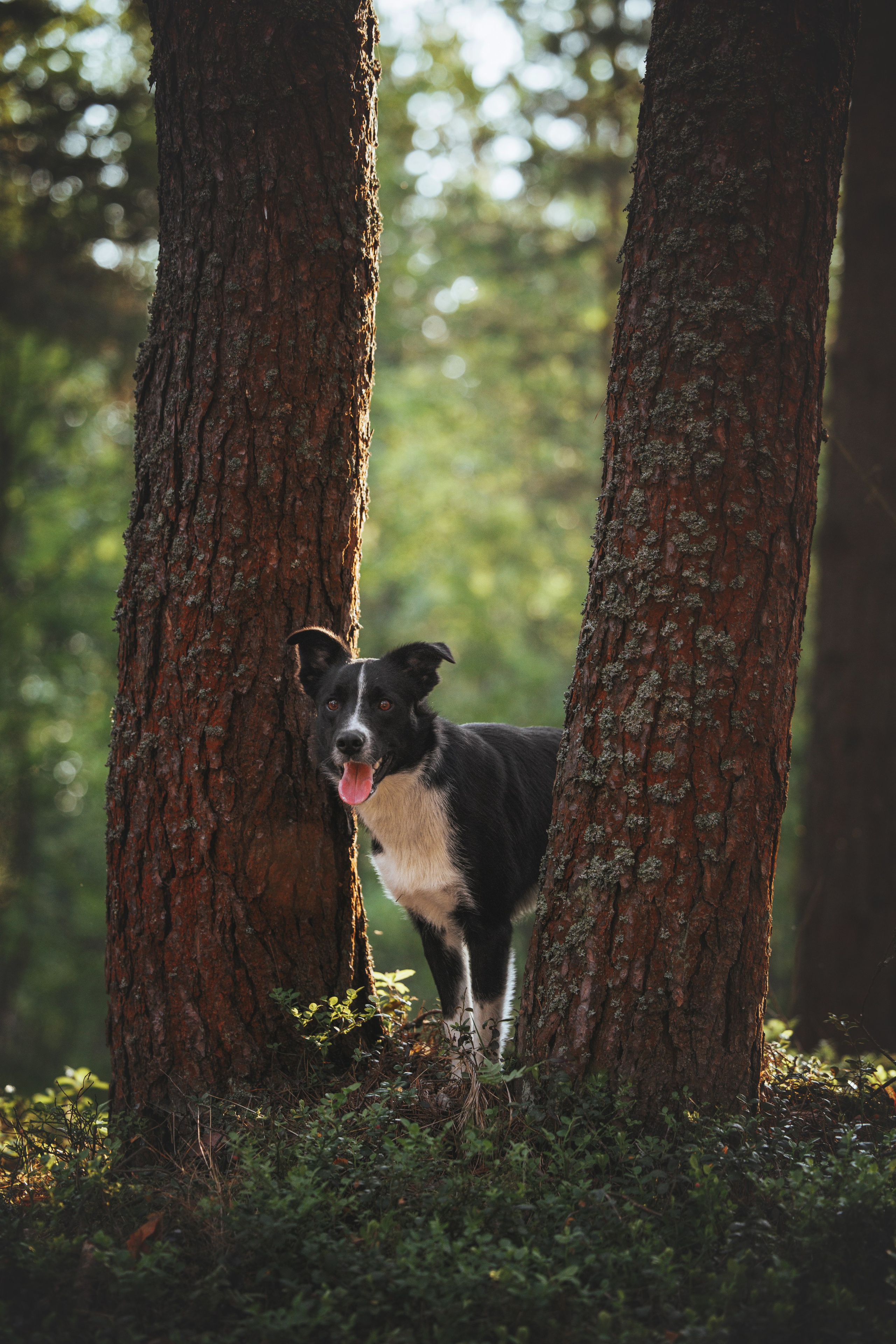 Токи, Янки, Лось, Мако и Рин. Фотограф анималист Осипчикова Мария