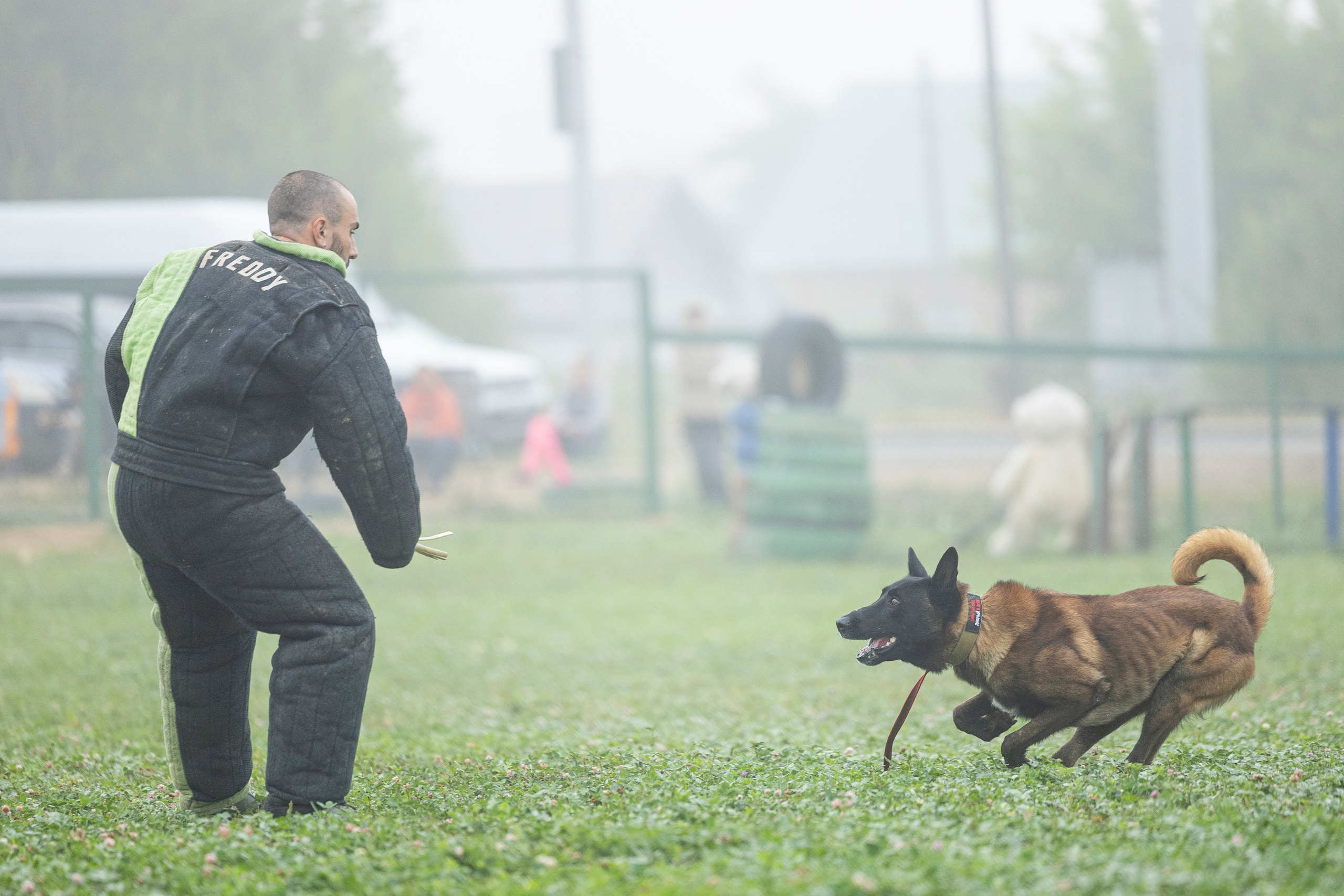 Соревнования по Мондьорингу г. Вологда 10-11.08.2024. Фотограф-анималист Анна Маринич
