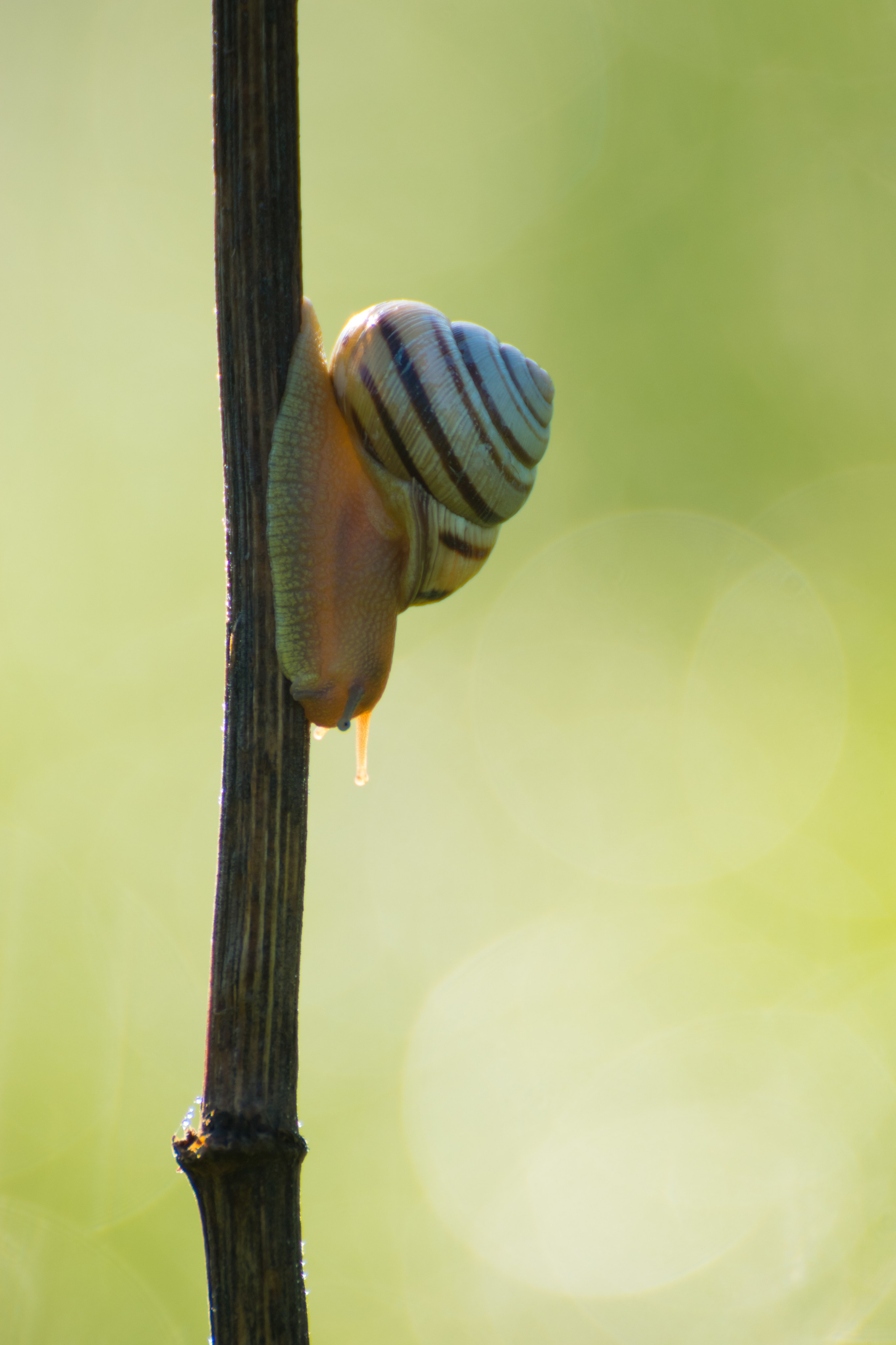Насекомые. Фотограф Вадим Хмурковский