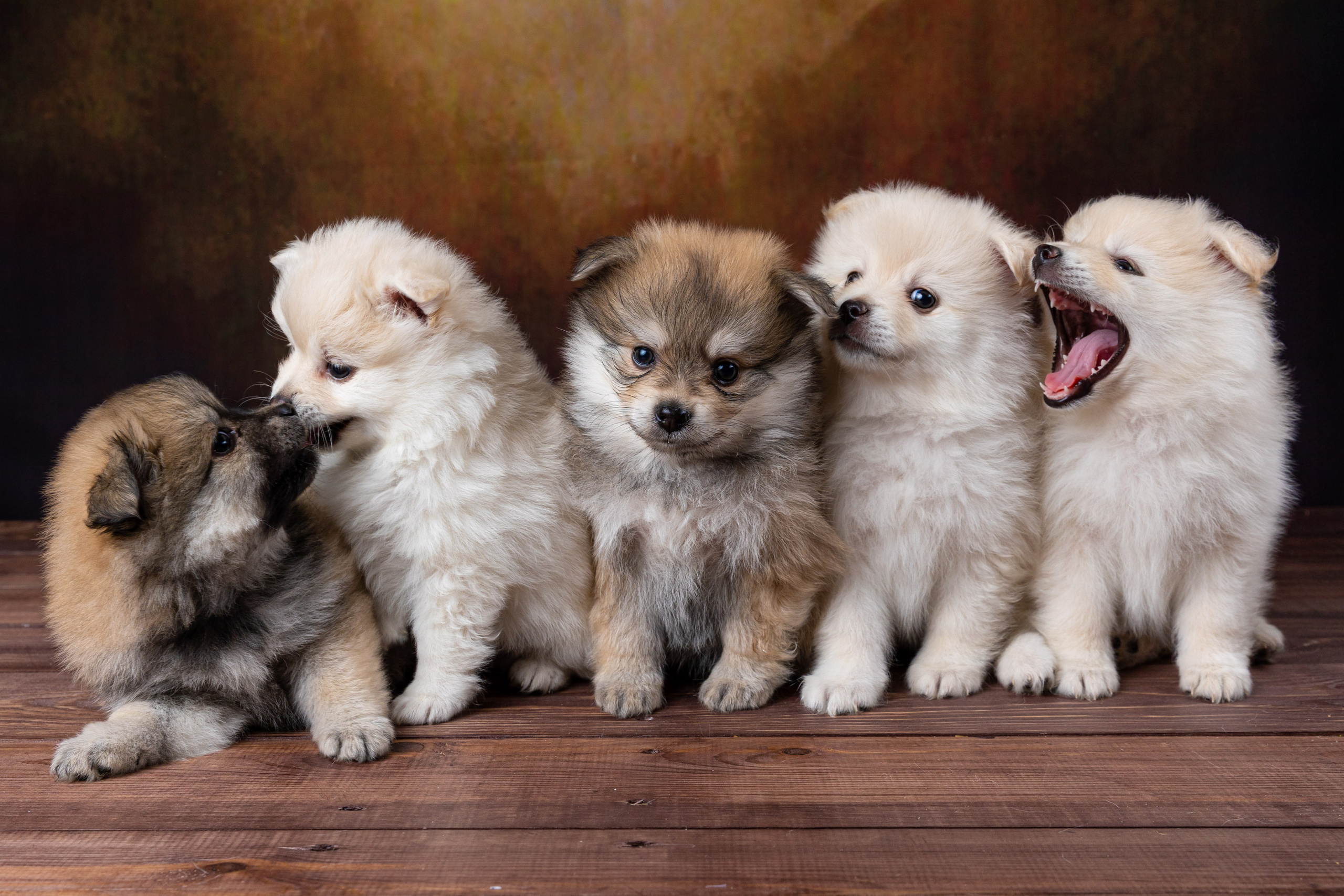 Фотографии собак и щенят. Фотограф Ирина Бобрешова. Коряжма