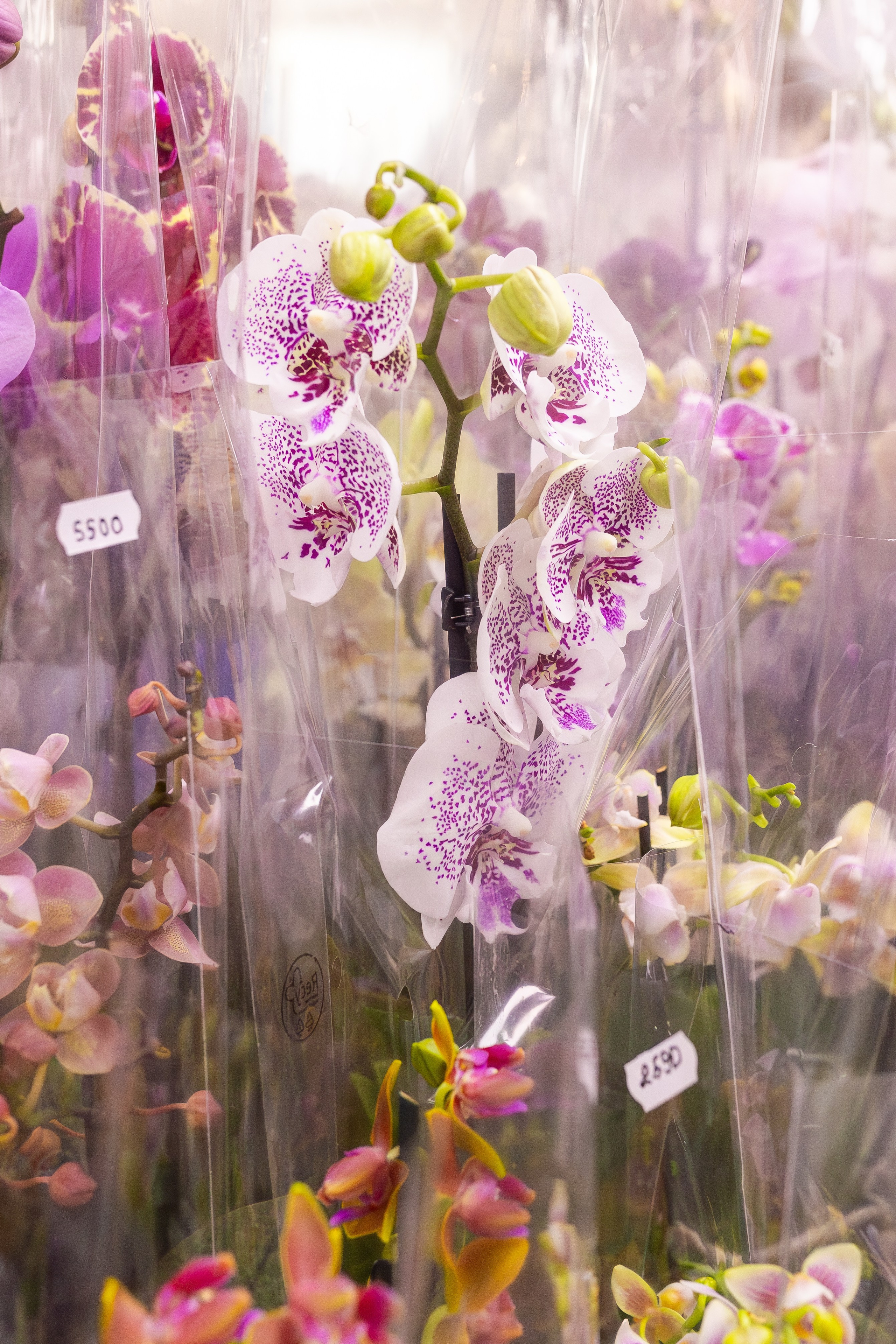 Орхидиум сентябрь 2025. Александра Куликова фотограф, Москва