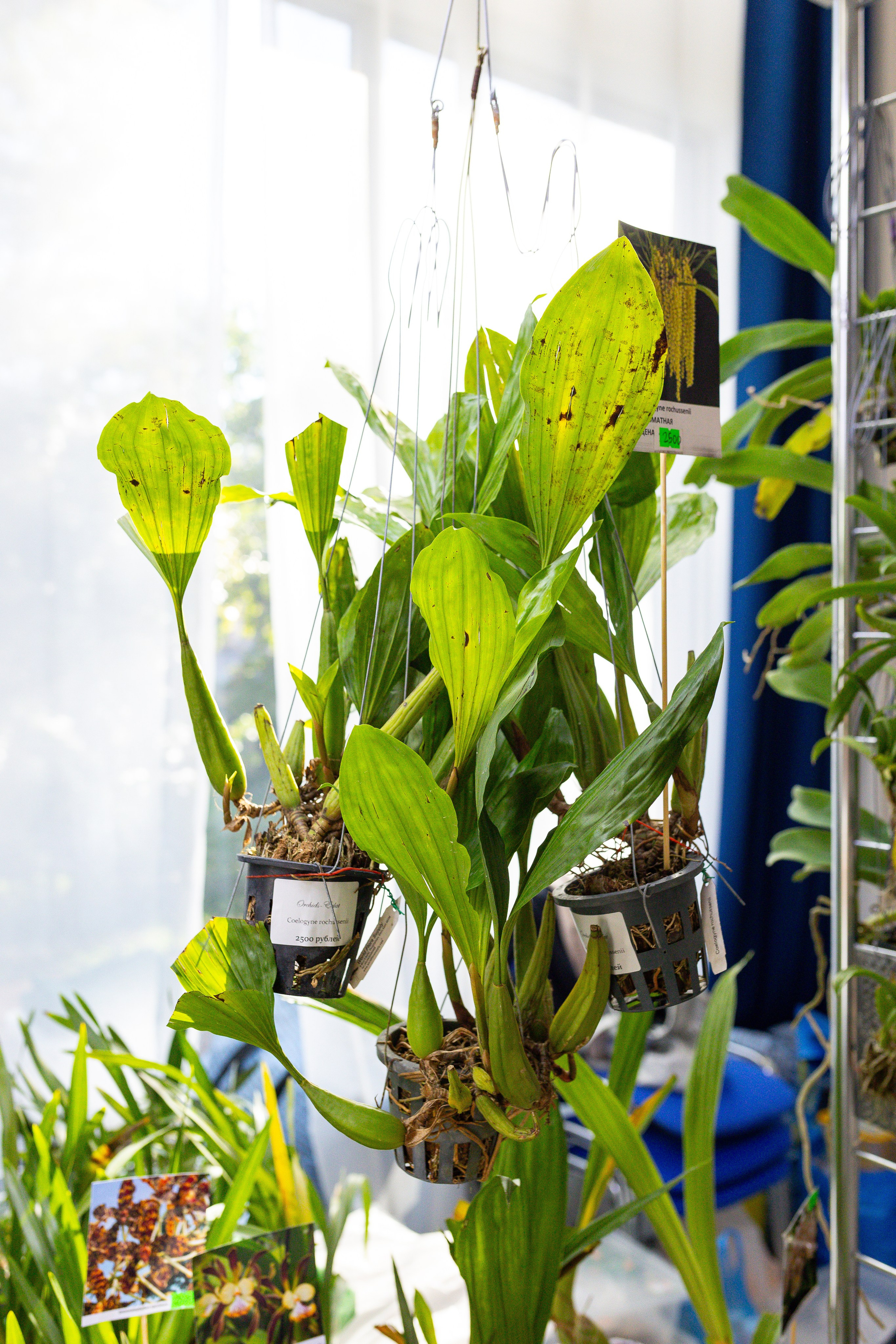 Орхидиум сентябрь 2025. Александра Куликова фотограф, Москва
