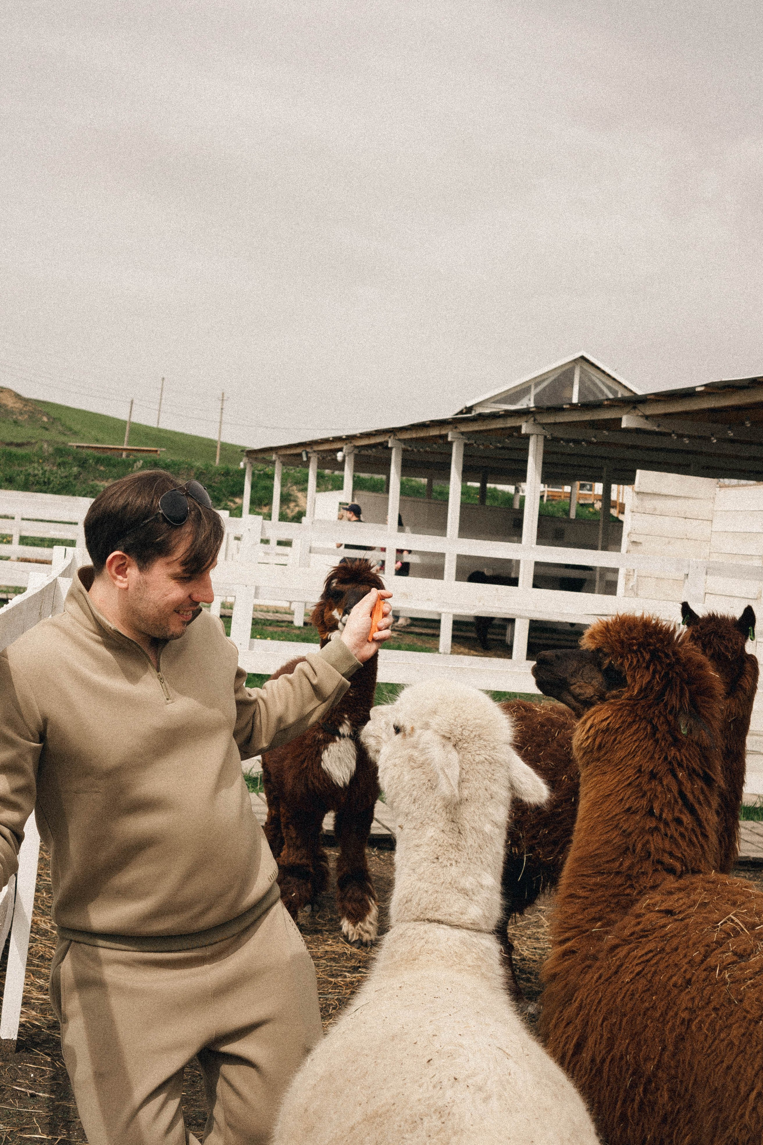 Ферма Альпак. Профессиональный фотограф, Санкт-Петербург — Виктория Богомолова