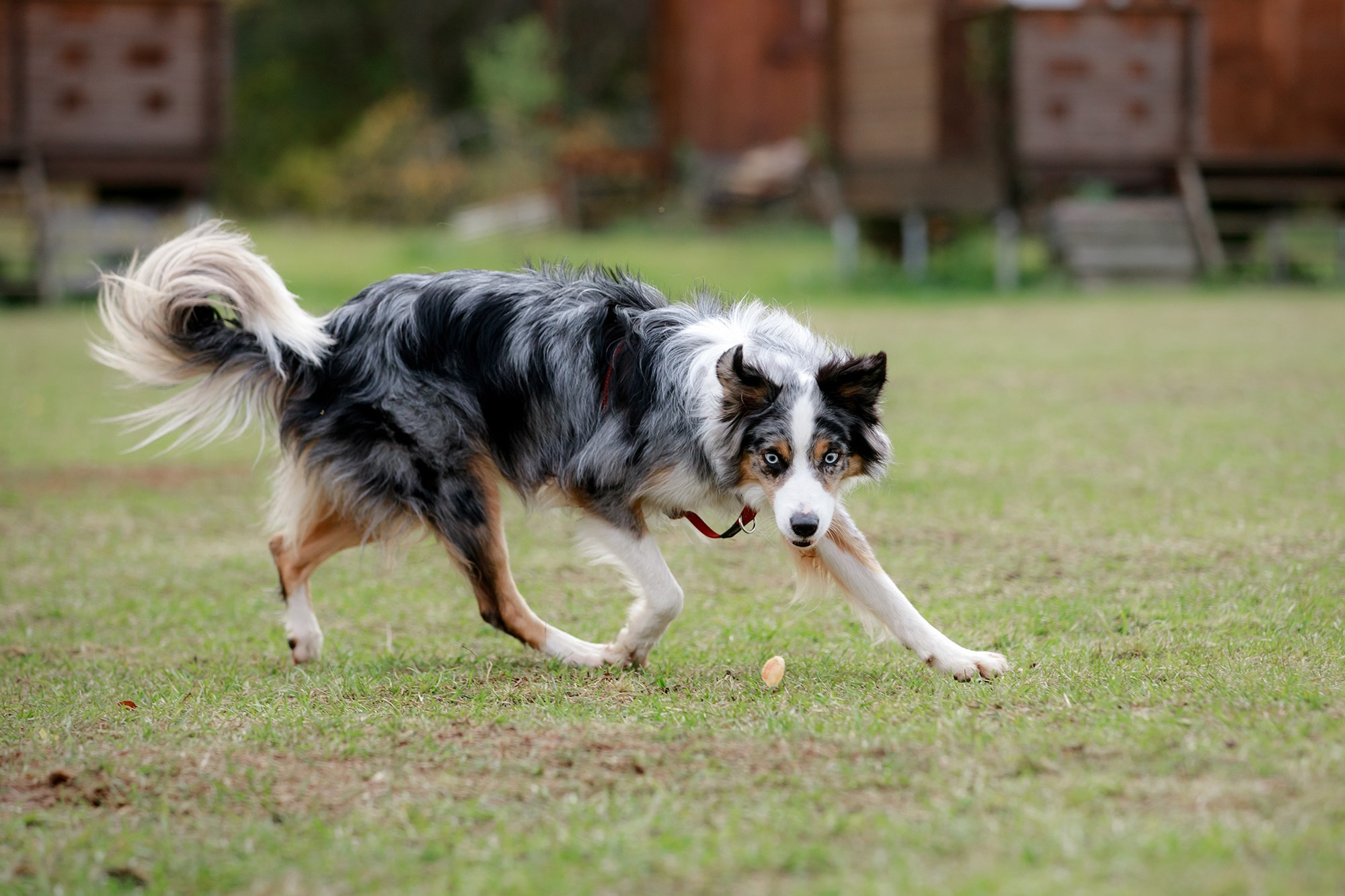 Лагерь по ОБД с Инной Баженовой. Фотограф-анималист Mary Mart — Москва, Питер