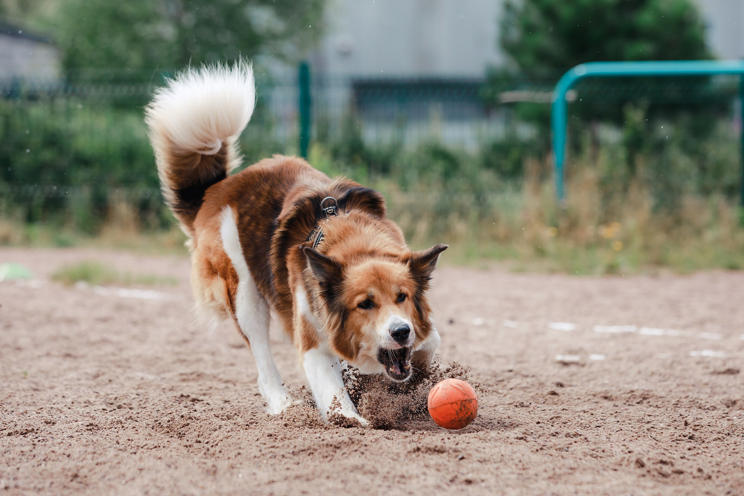 Питч&Гоу + веселые старты. Фотограф-анималист Mary Mart — Москва, Питер