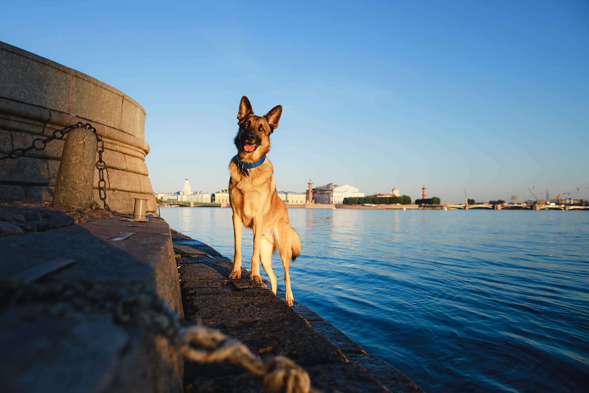 Алена, Кай и Мара. Фотограф-анималист Mary Mart — Москва, Питер