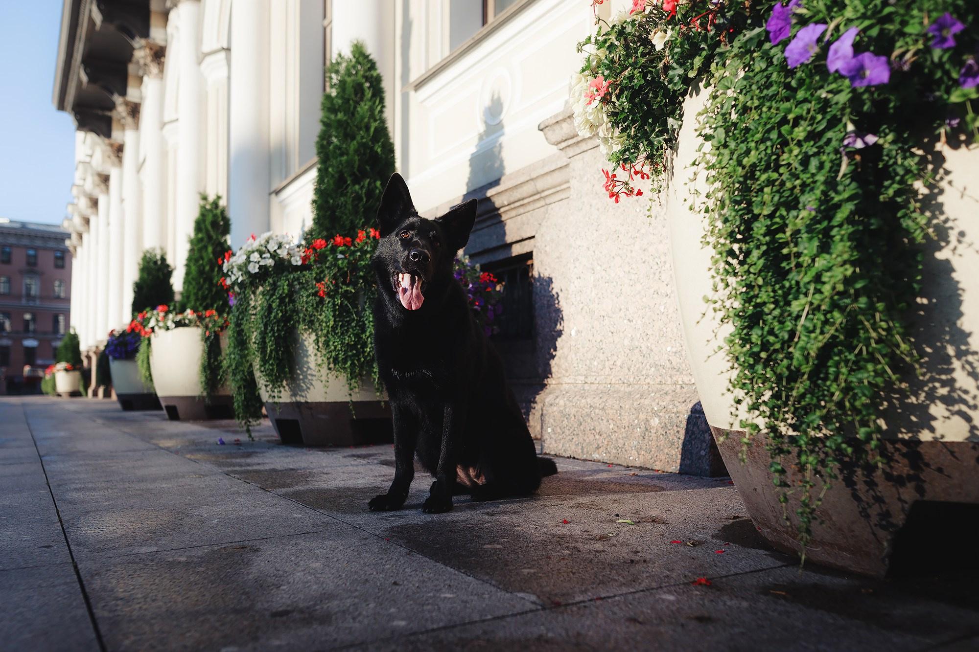 Алена, Кай и Мара. Фотограф-анималист Mary Mart — Москва, Питер