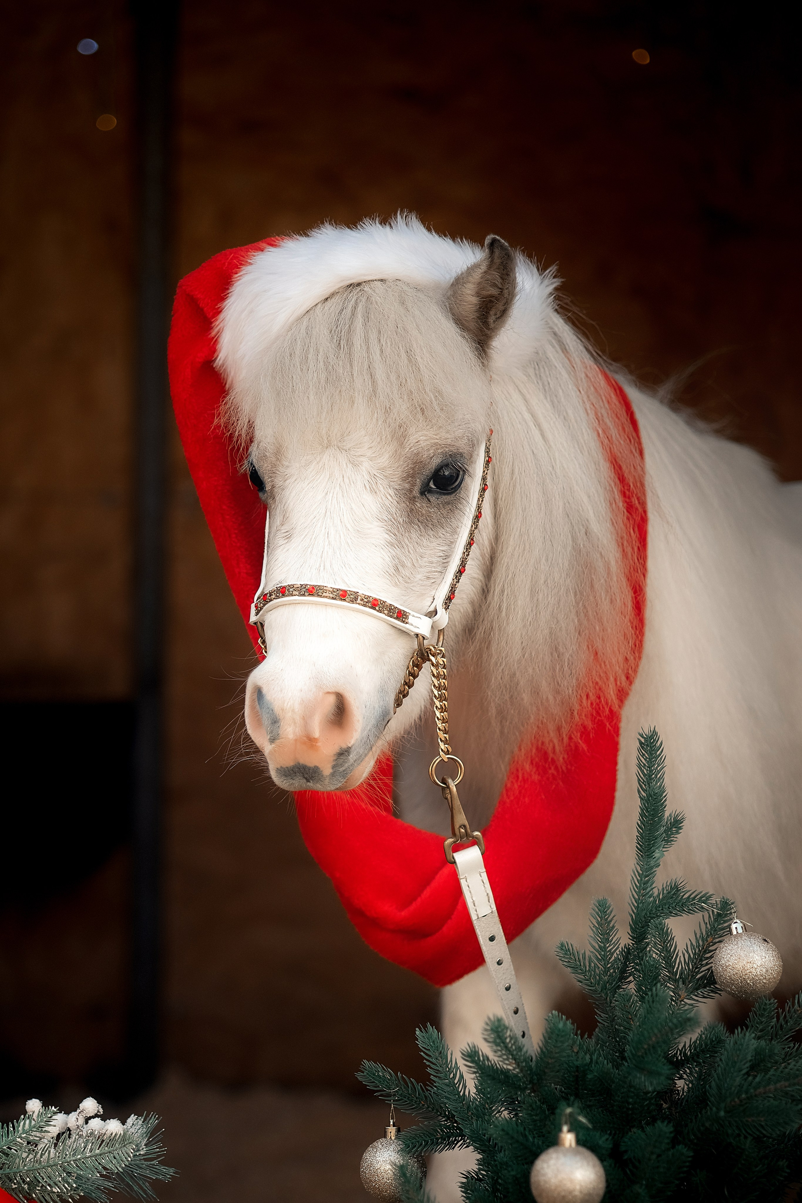 Новогодняя сказка. Художественный фотограф Анапа Александра Долбикова