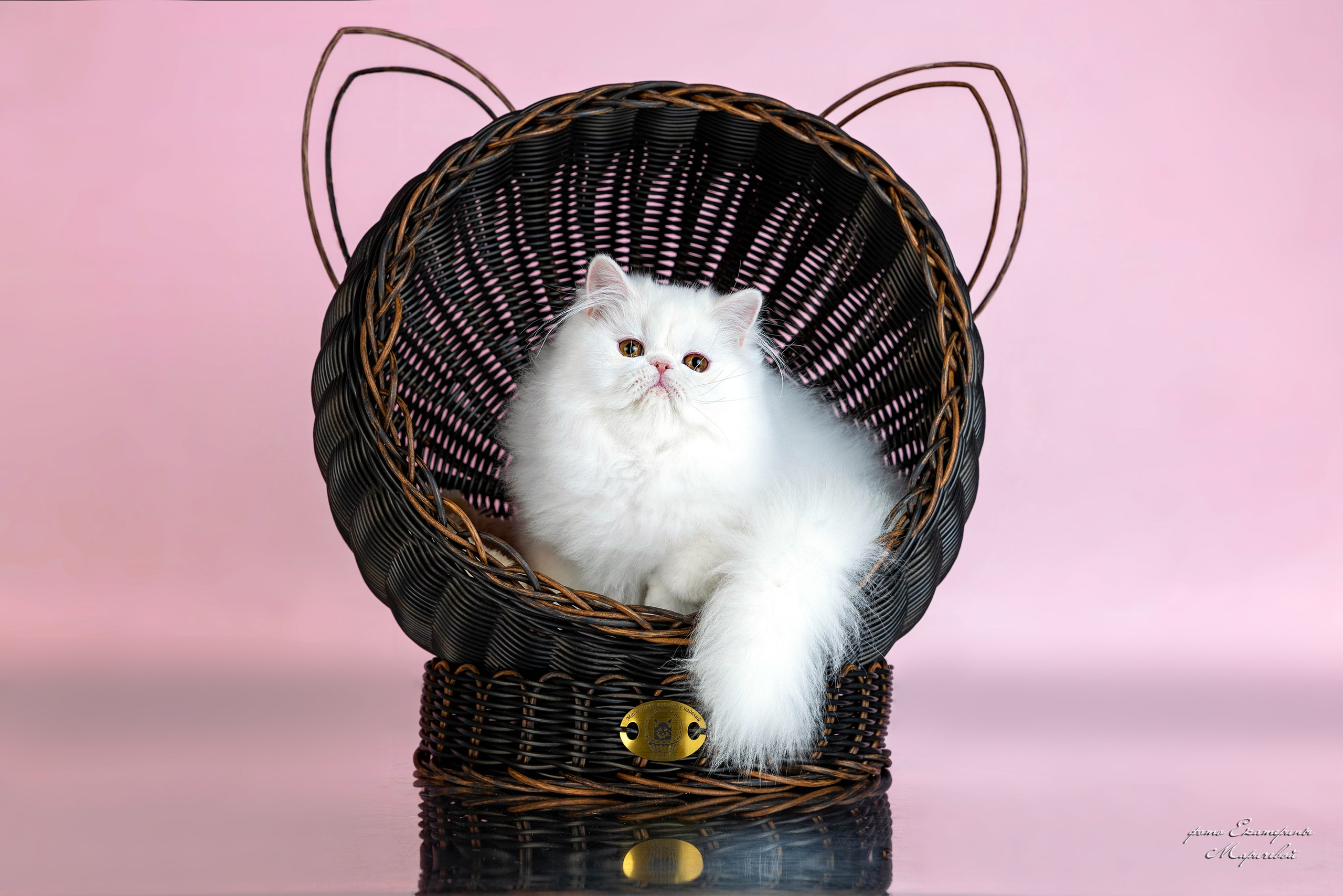 Пастельные фоны. Фотограф-анималист в Омске Екатерина Маричева