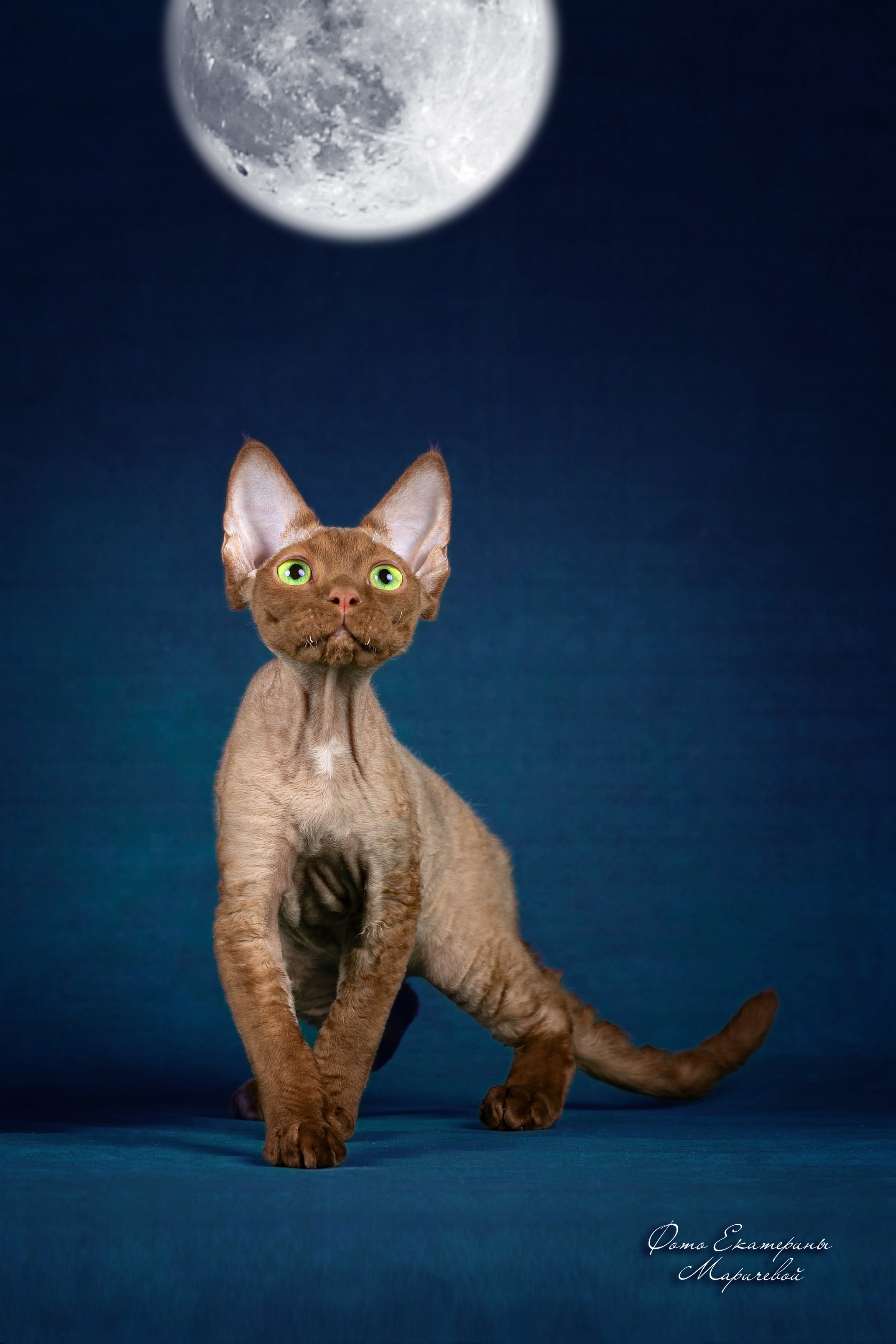 Стендовая съёмка на выставках кошек. Фотограф-анималист в Омске Екатерина Маричева
