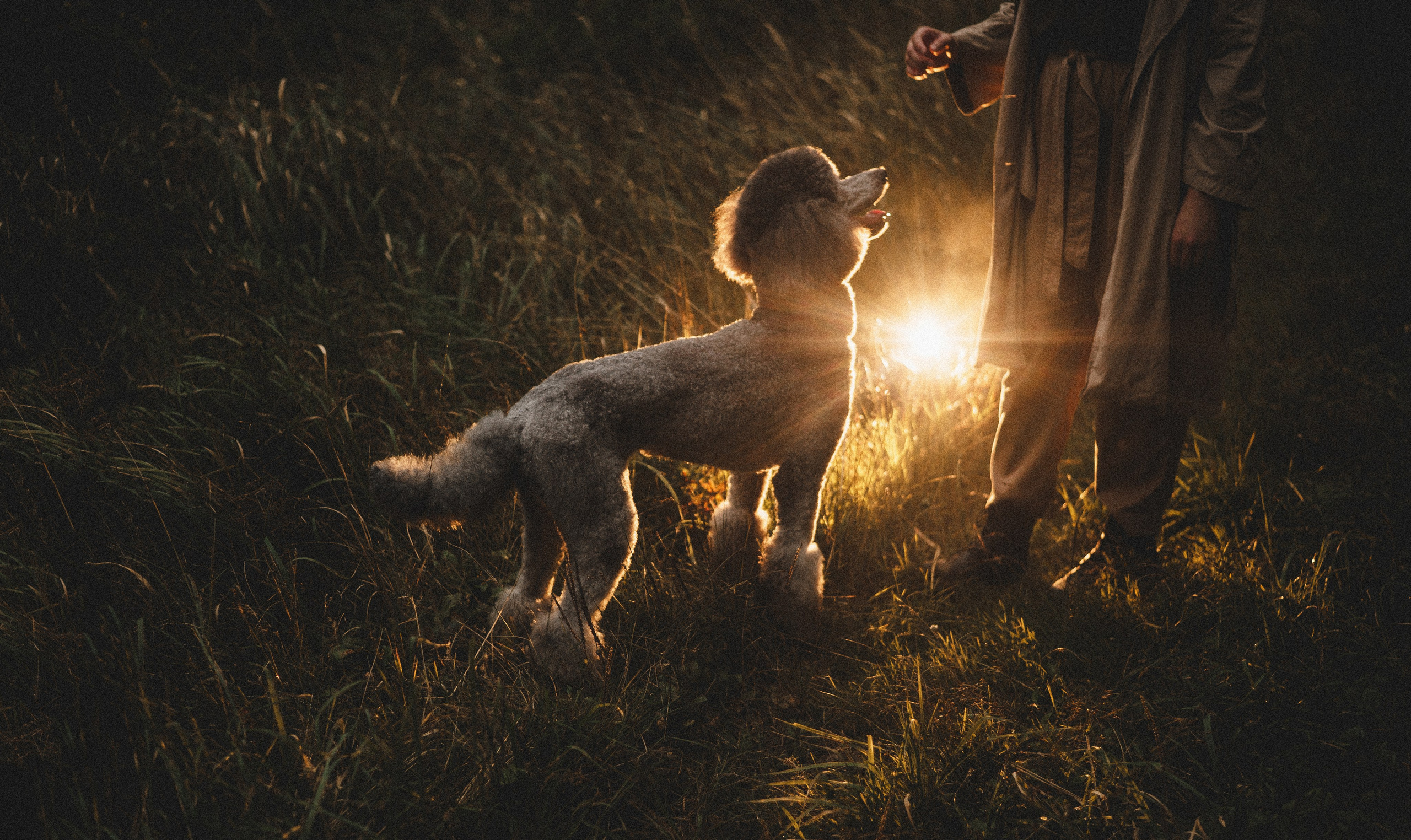 Алёна и Смоки. Фотограф-анималист Богданова Полина
