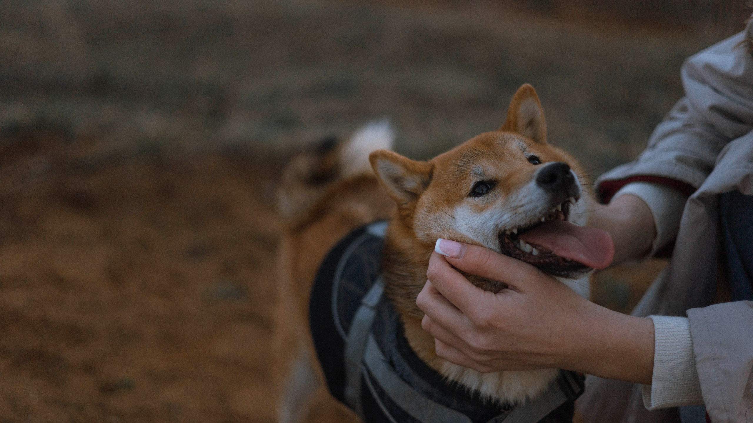 Аня и Шани. Фотограф-анималист Богданова Полина