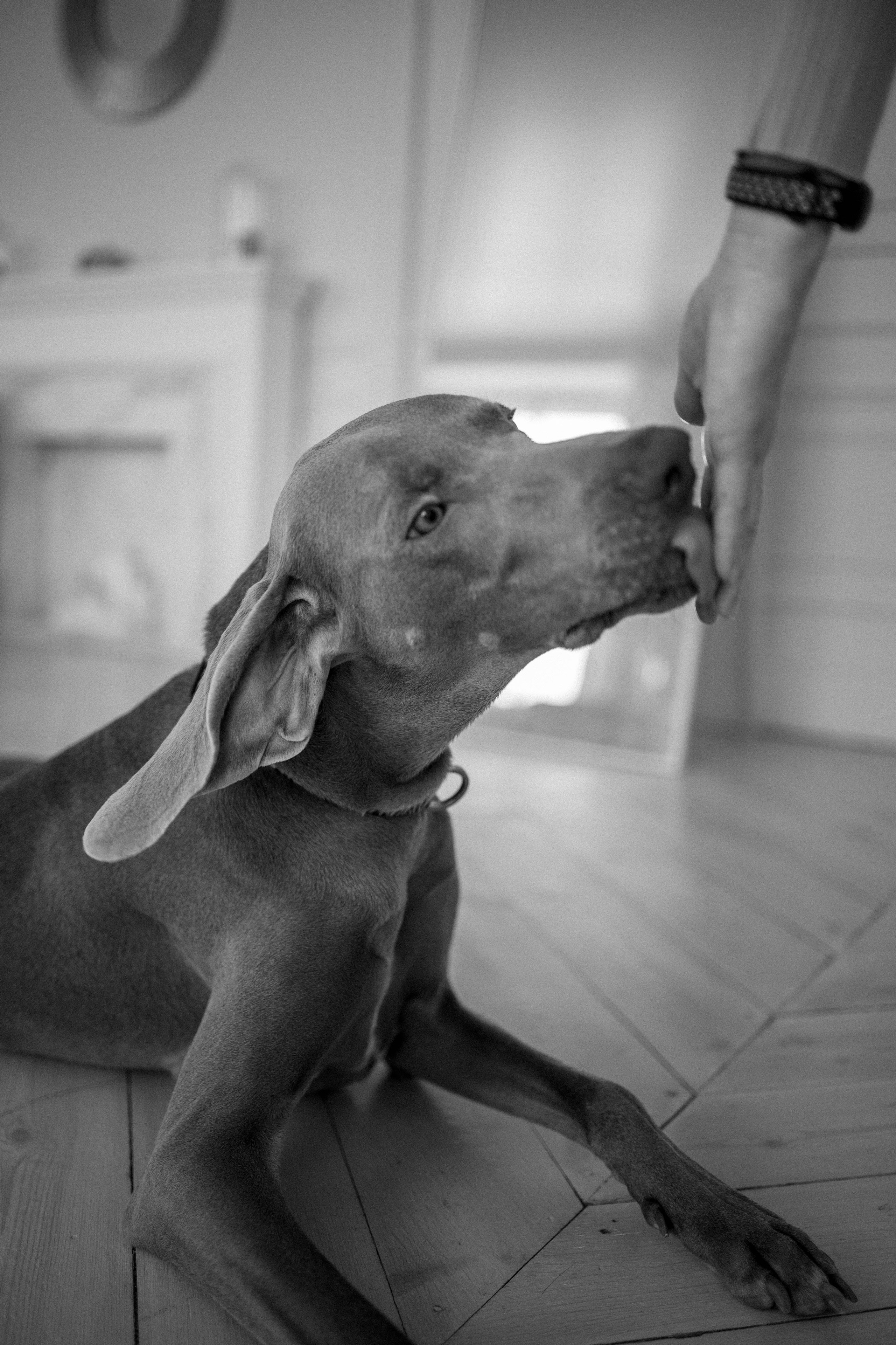 Фотосессия в студии с собакой. Фотограф-анималист в Екатеринбурге | Кристина