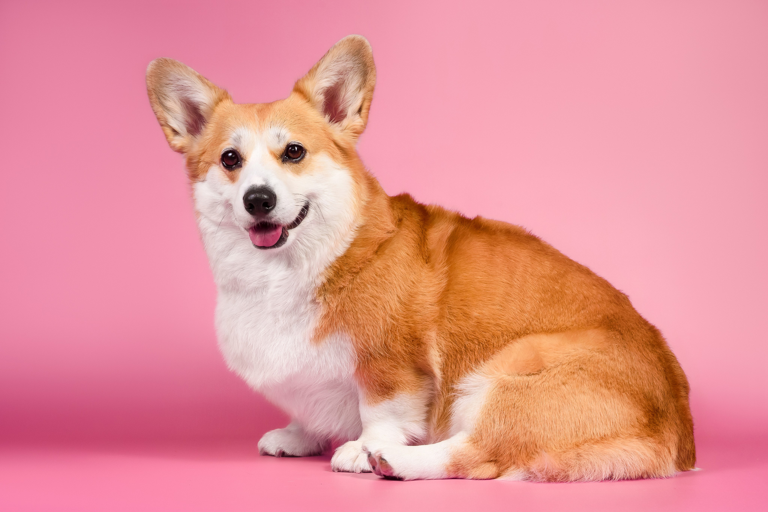 Лея на однотонном фоне. Фотограф — Анималист | Анна Абрамова