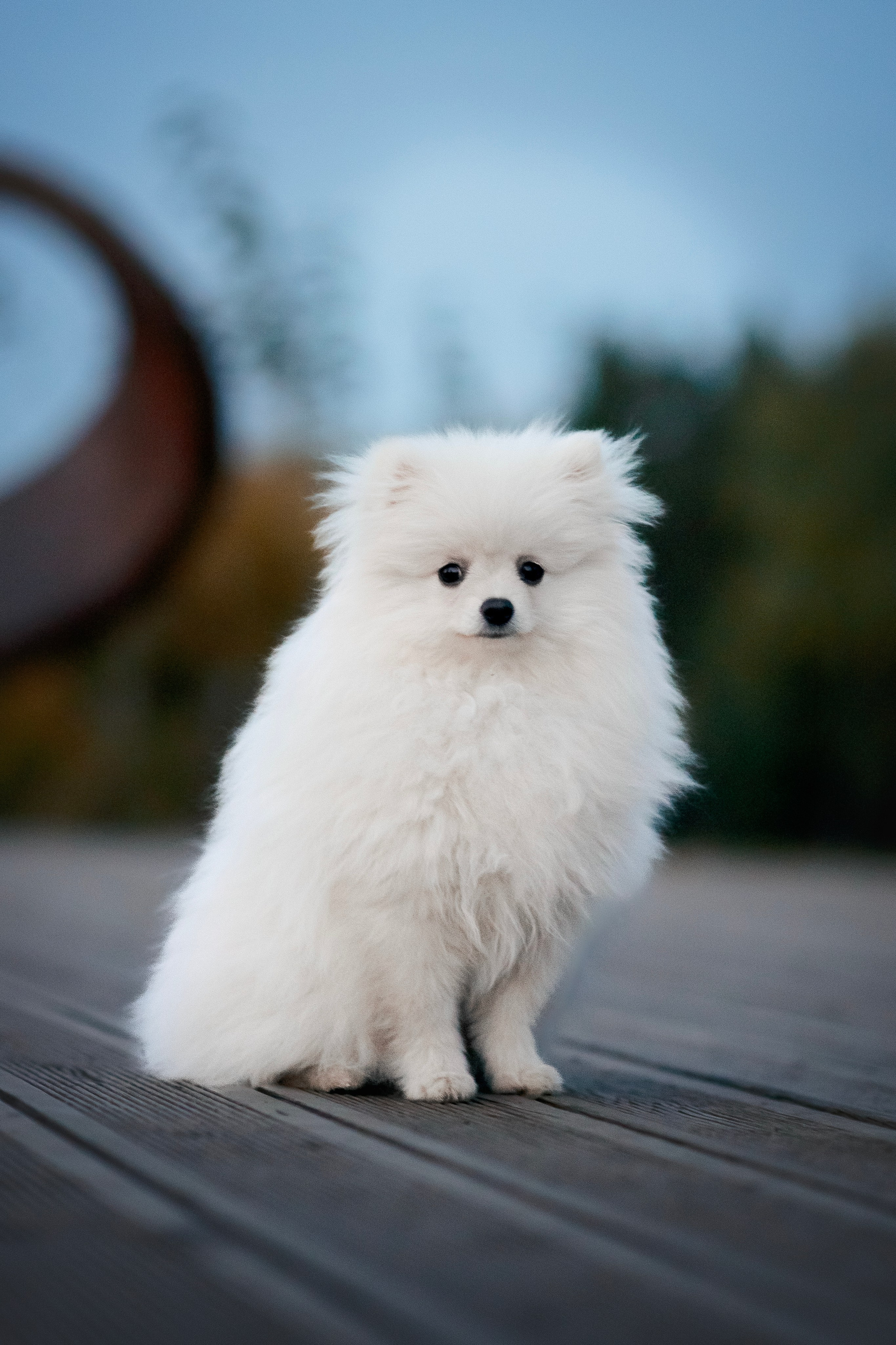 Малый немецкий шпиц — 18.09.2025. Фотограф — Анималист | Анна Абрамова