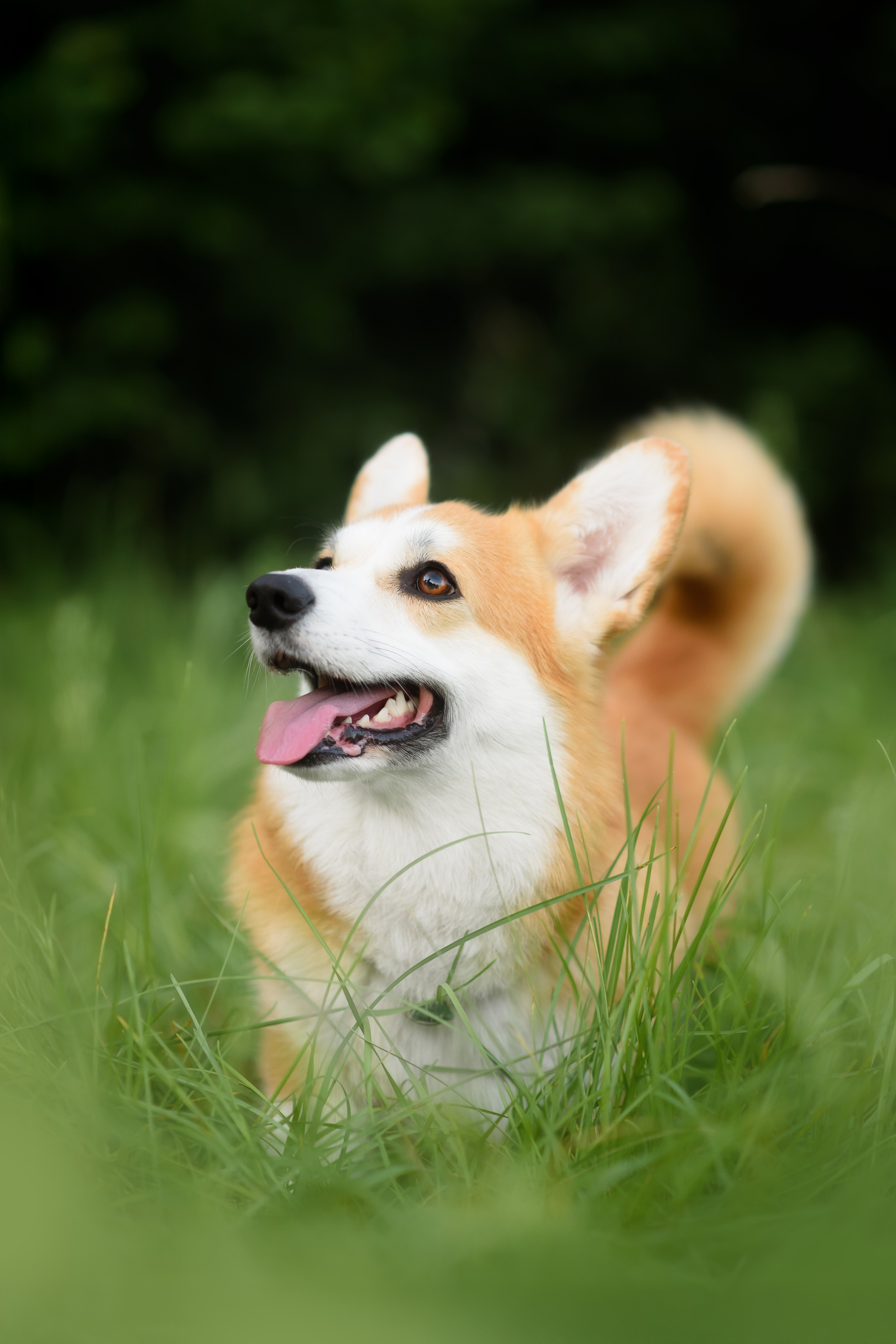 Максим, Надя, Шелби и Рой — 31.05.2025. Фотограф — Анималист | Анна Абрамова