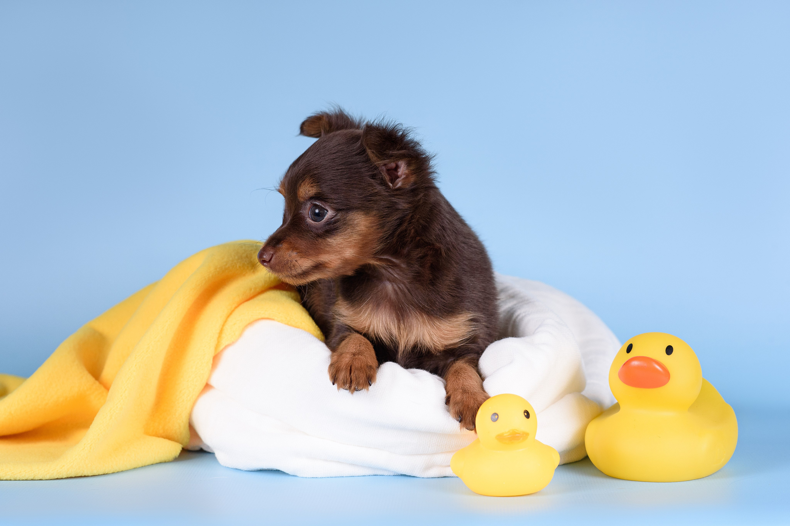 Щенки Пражских крысариков -13.04.2024. Фотограф — Анималист | Анна Абрамова