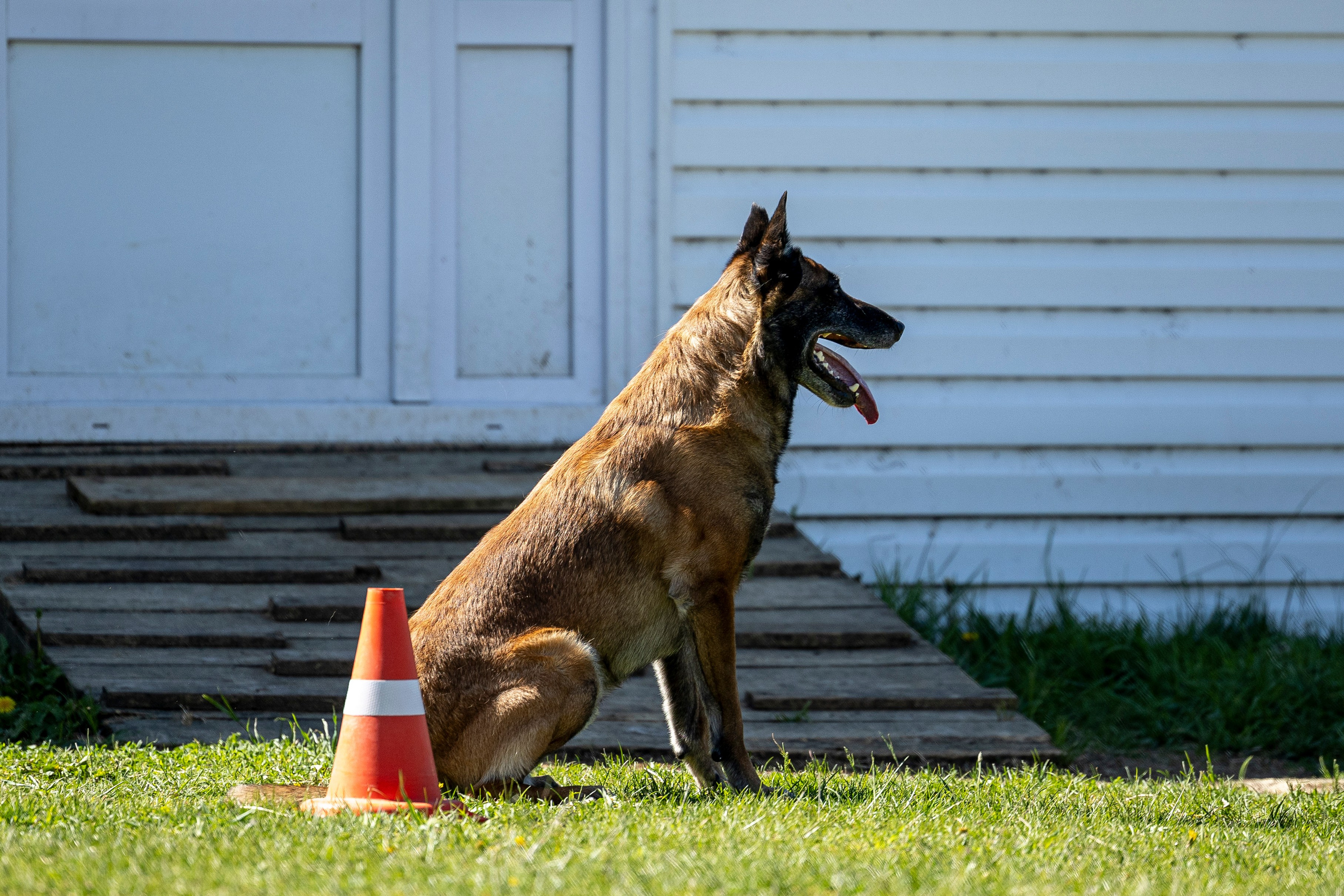 Испытания по мондьорингу в Нижнем Новгороде. Фотограф-анималист Анна Маринич