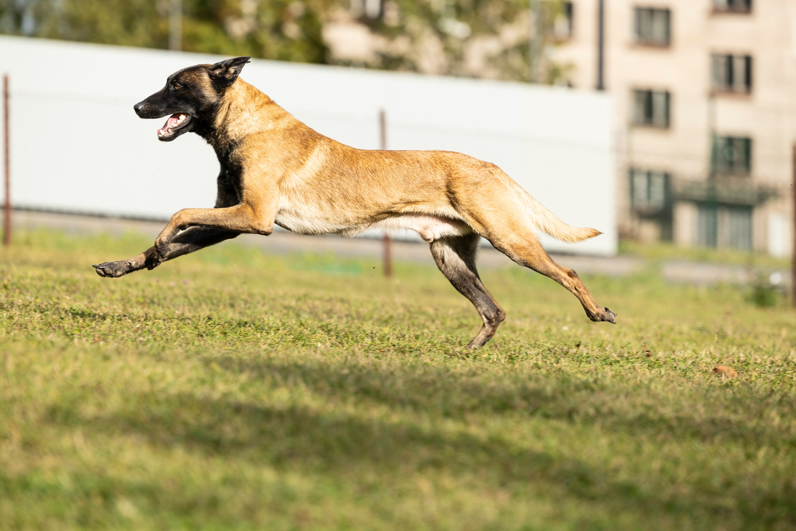Испытания по Мондьорингу г. Пушкин. Фотограф-анималист Анна Маринич