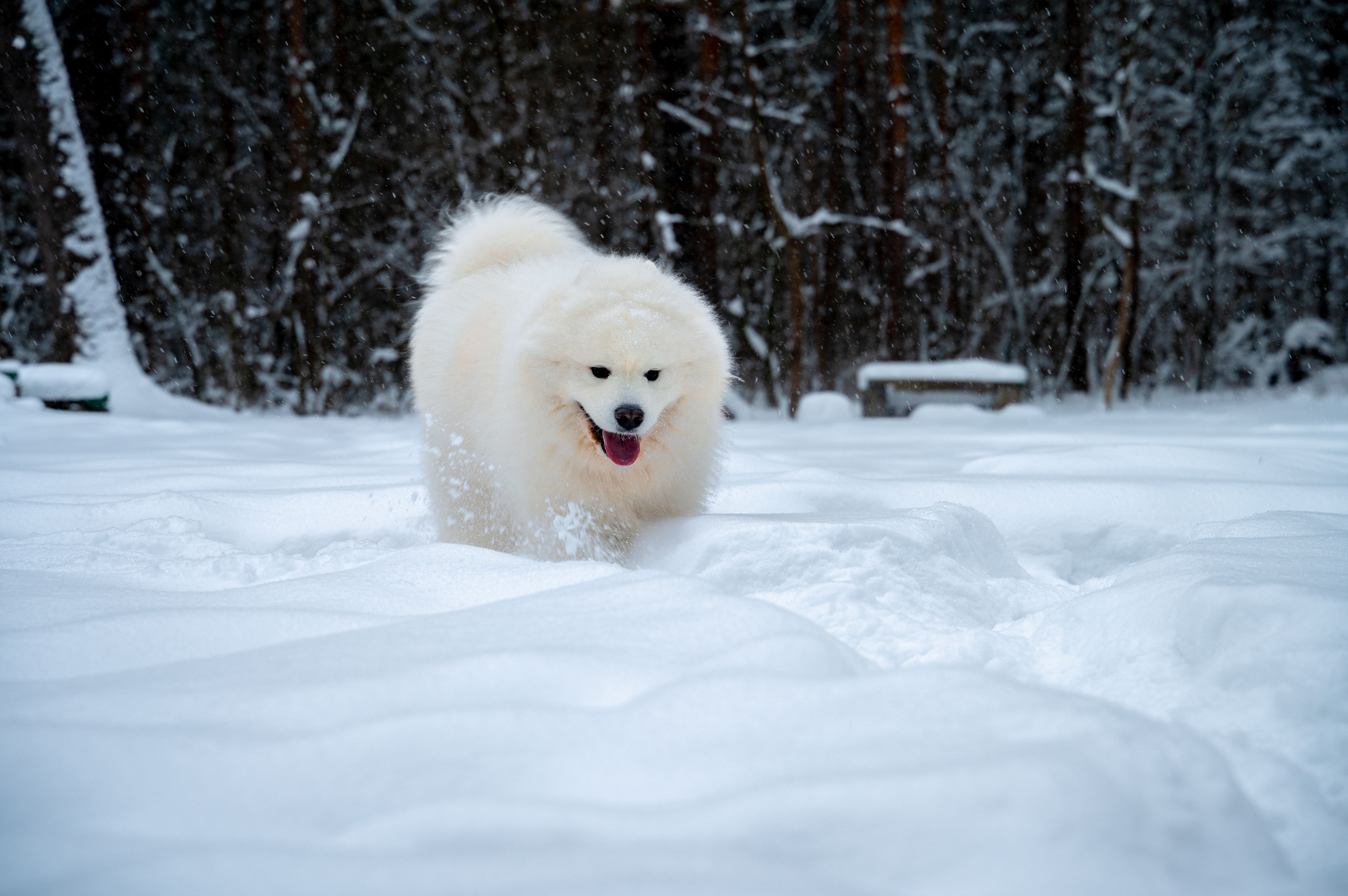 Прогулка с собакой. Зима, лес, Москва. Vadim Nevenglovskii Фотограф в разных жанрах