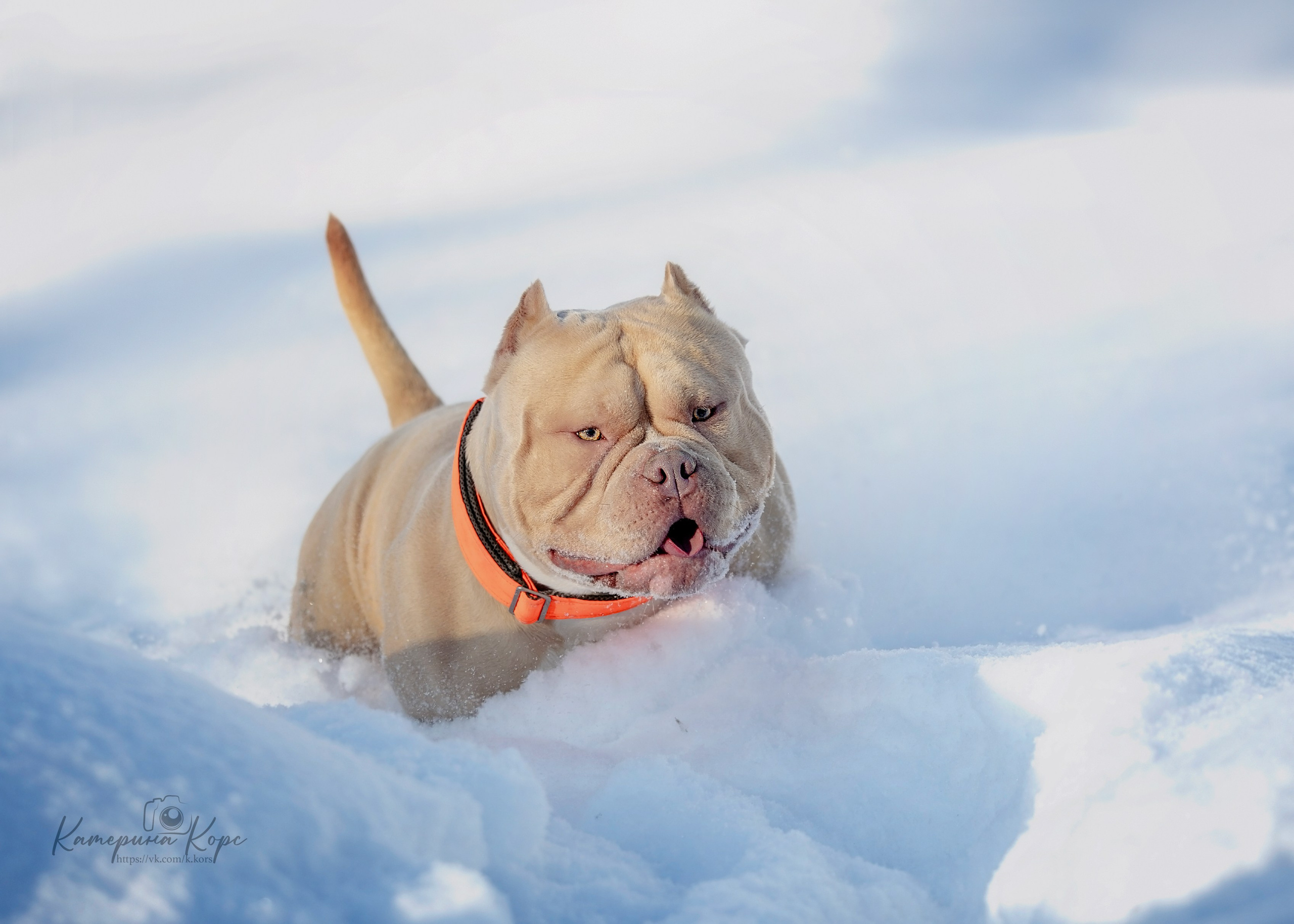 Американский булли A&A Эмир. Главная