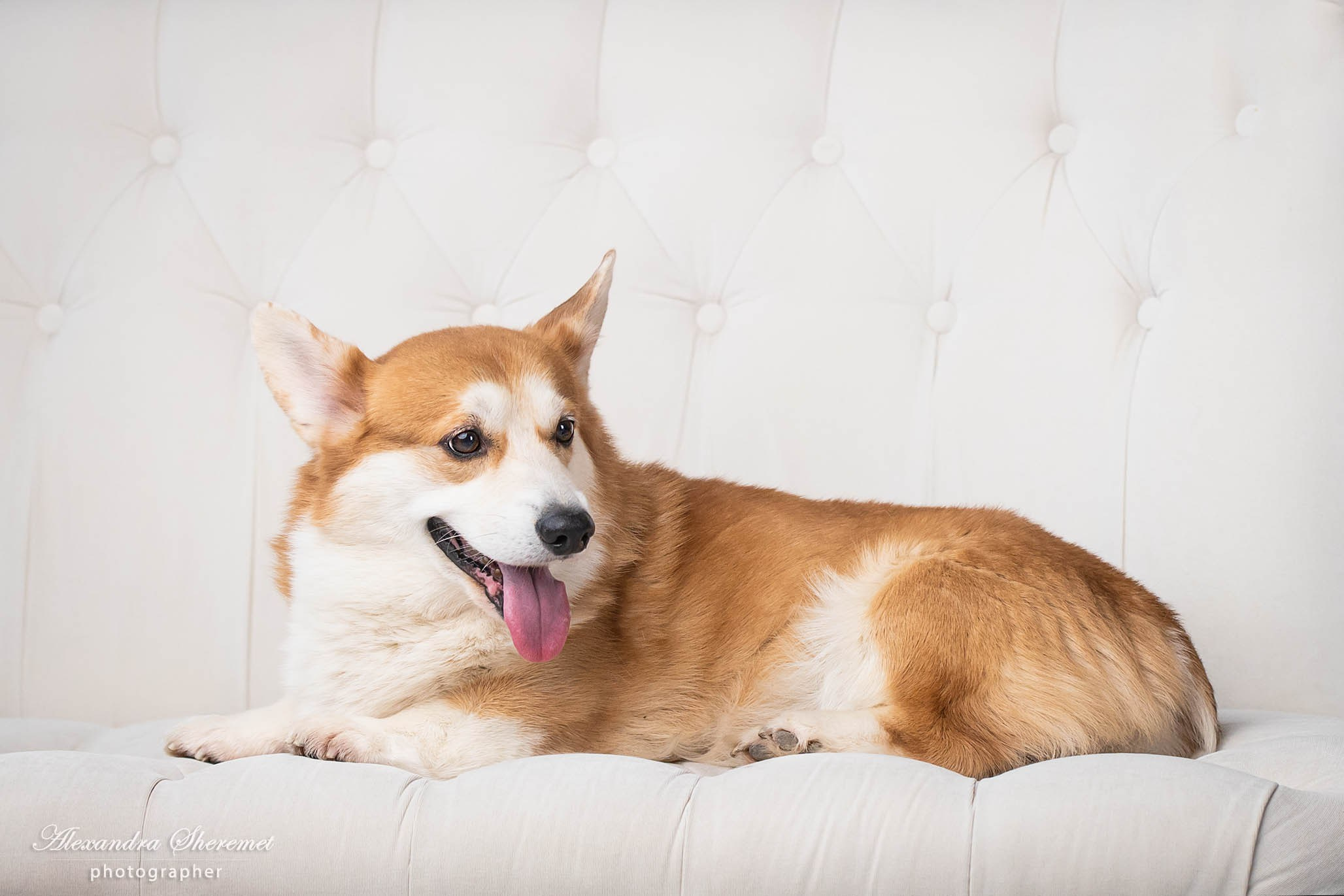 Лена & корги. Фотограф-анималист Александра Шеремет