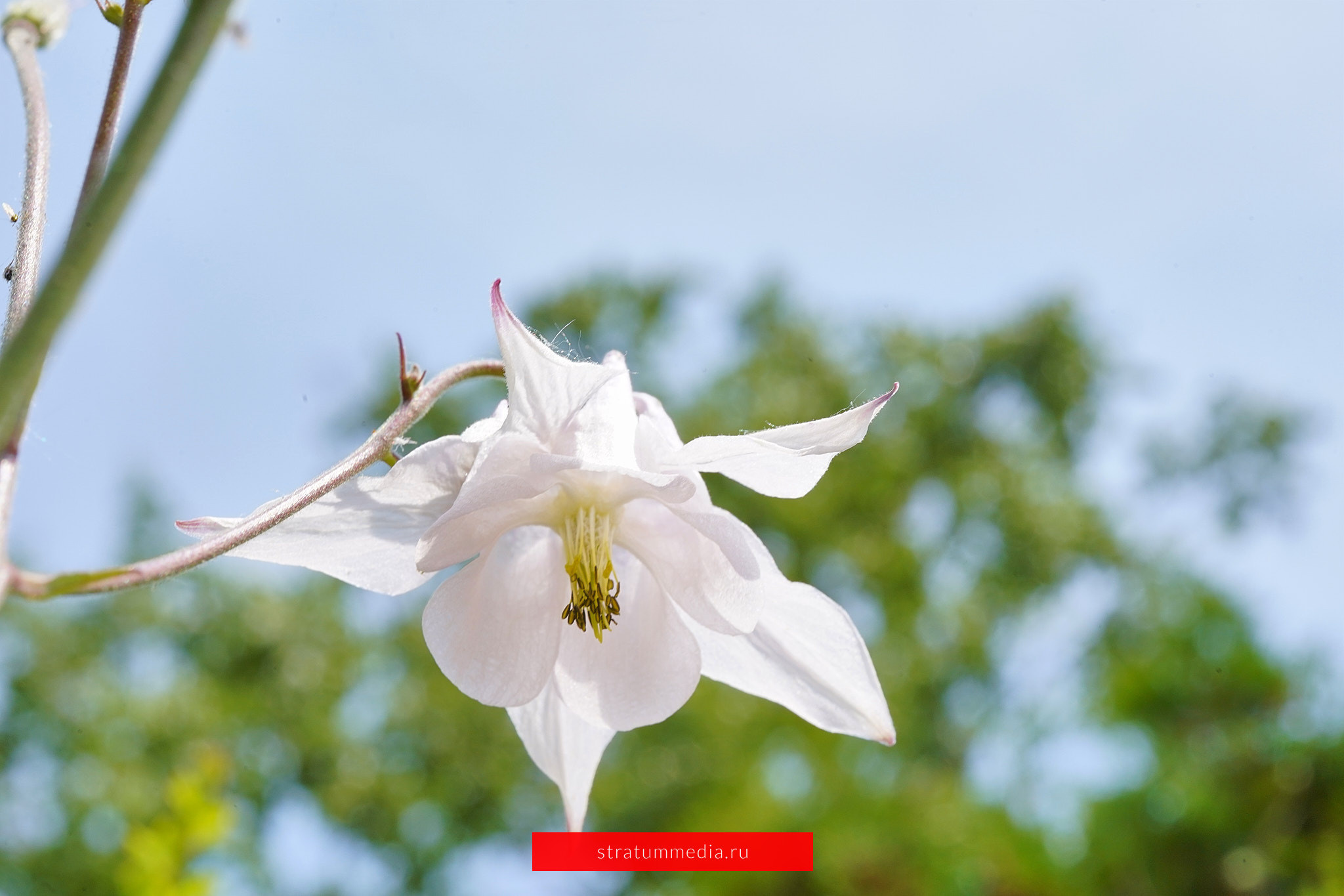 Как я провел День Молодежи и побывал на концерте школы НБС. Stratum Media — Фото-Видео Съемки