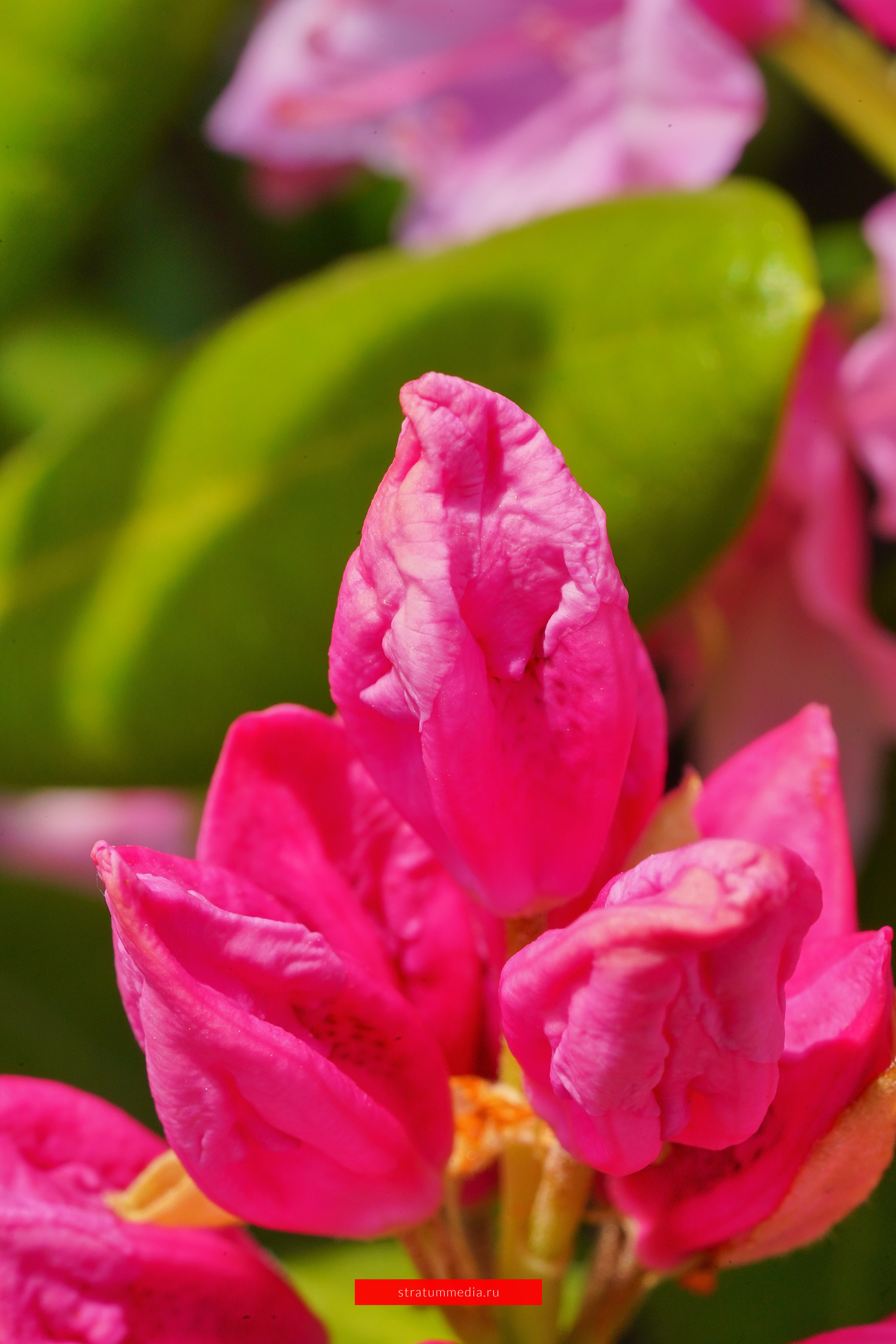 Как я провел День Молодежи и побывал на концерте школы НБС. Stratum Media — Фото-Видео Съемки