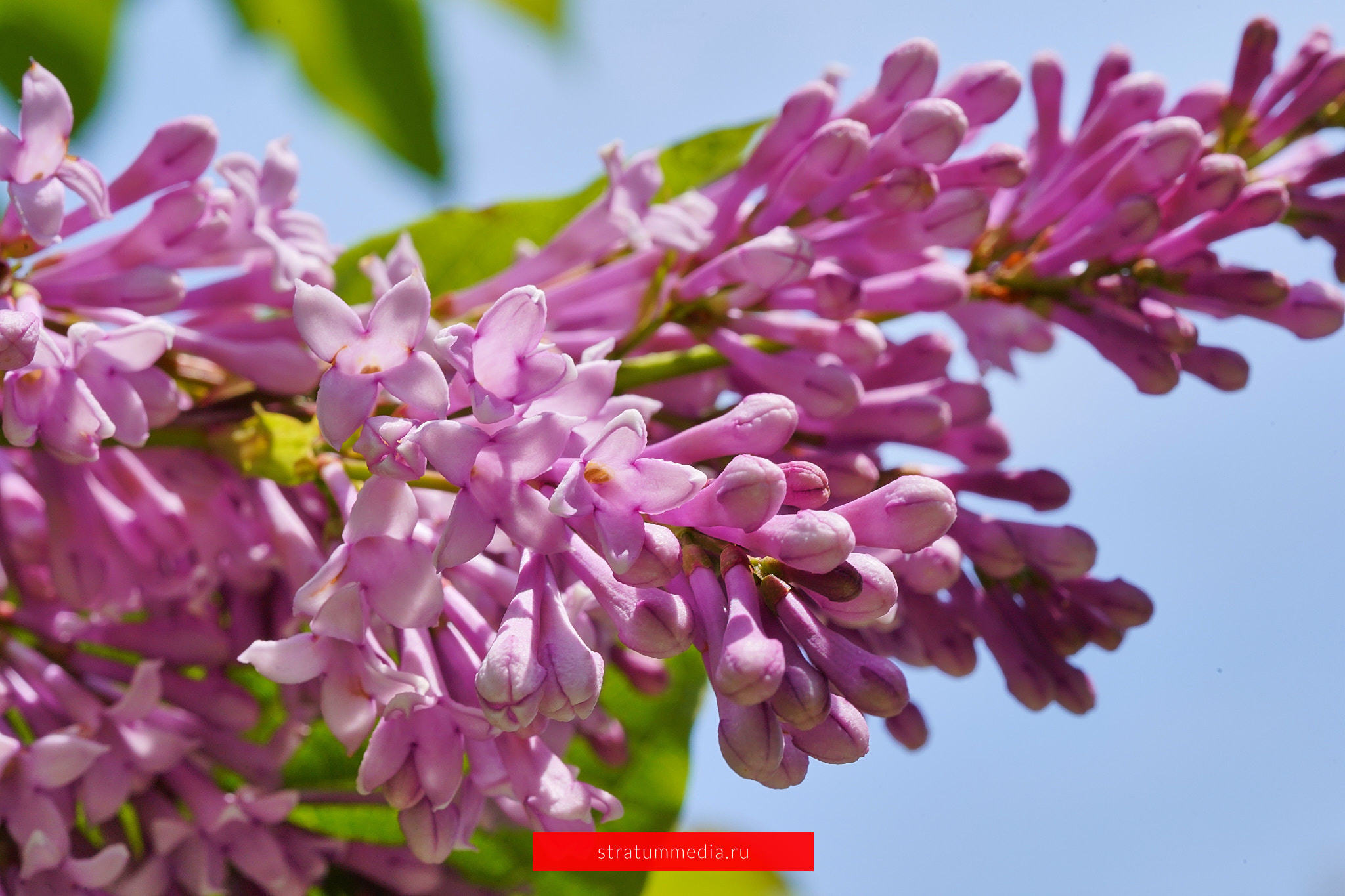 Как я провел День Молодежи и побывал на концерте школы НБС. Stratum Media — Фото-Видео Съемки