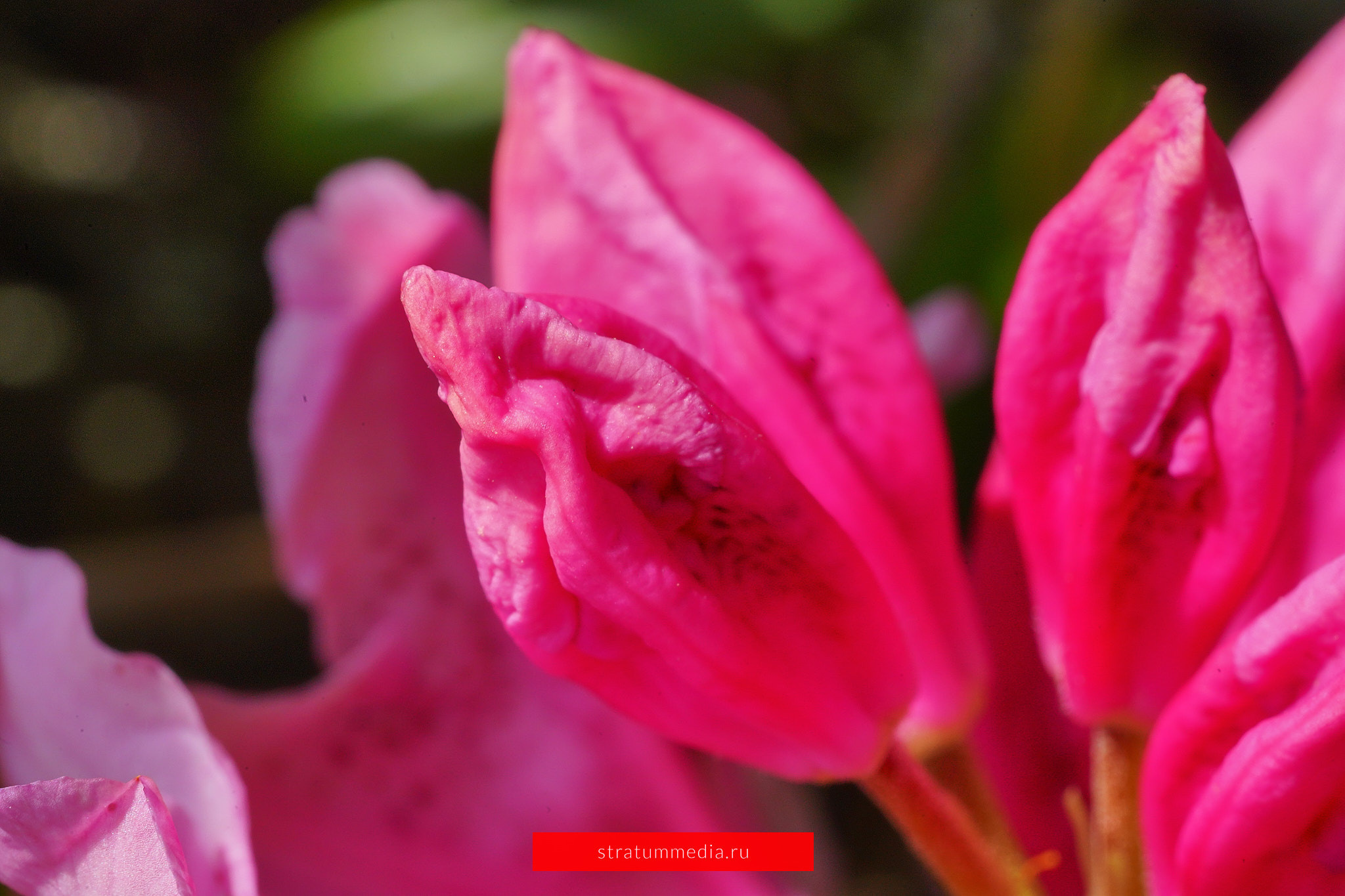 Как я провел День Молодежи и побывал на концерте школы НБС. Stratum Media — Фото-Видео Съемки