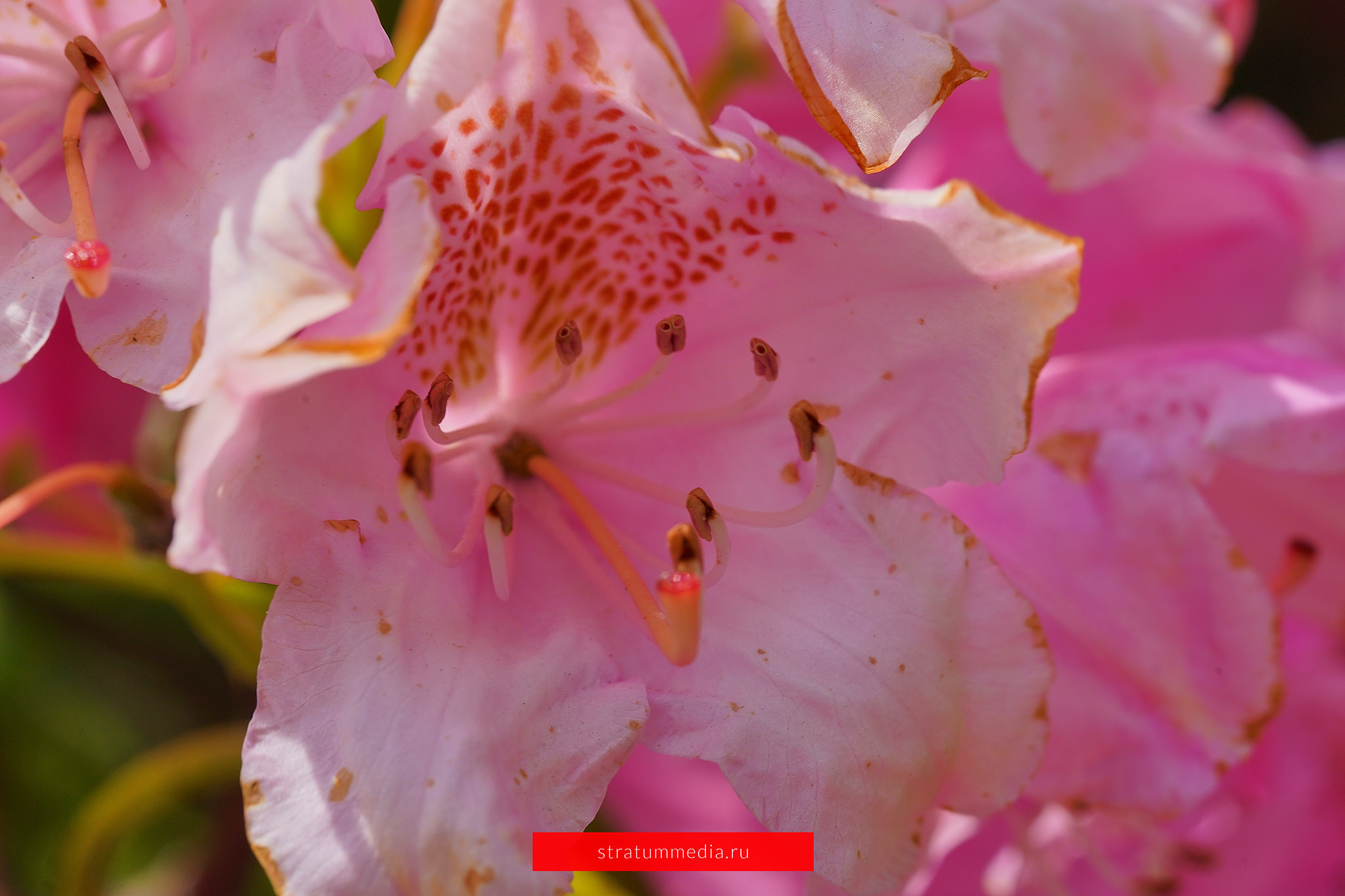 Как я провел День Молодежи и побывал на концерте школы НБС. Stratum Media — Фото-Видео Съемки