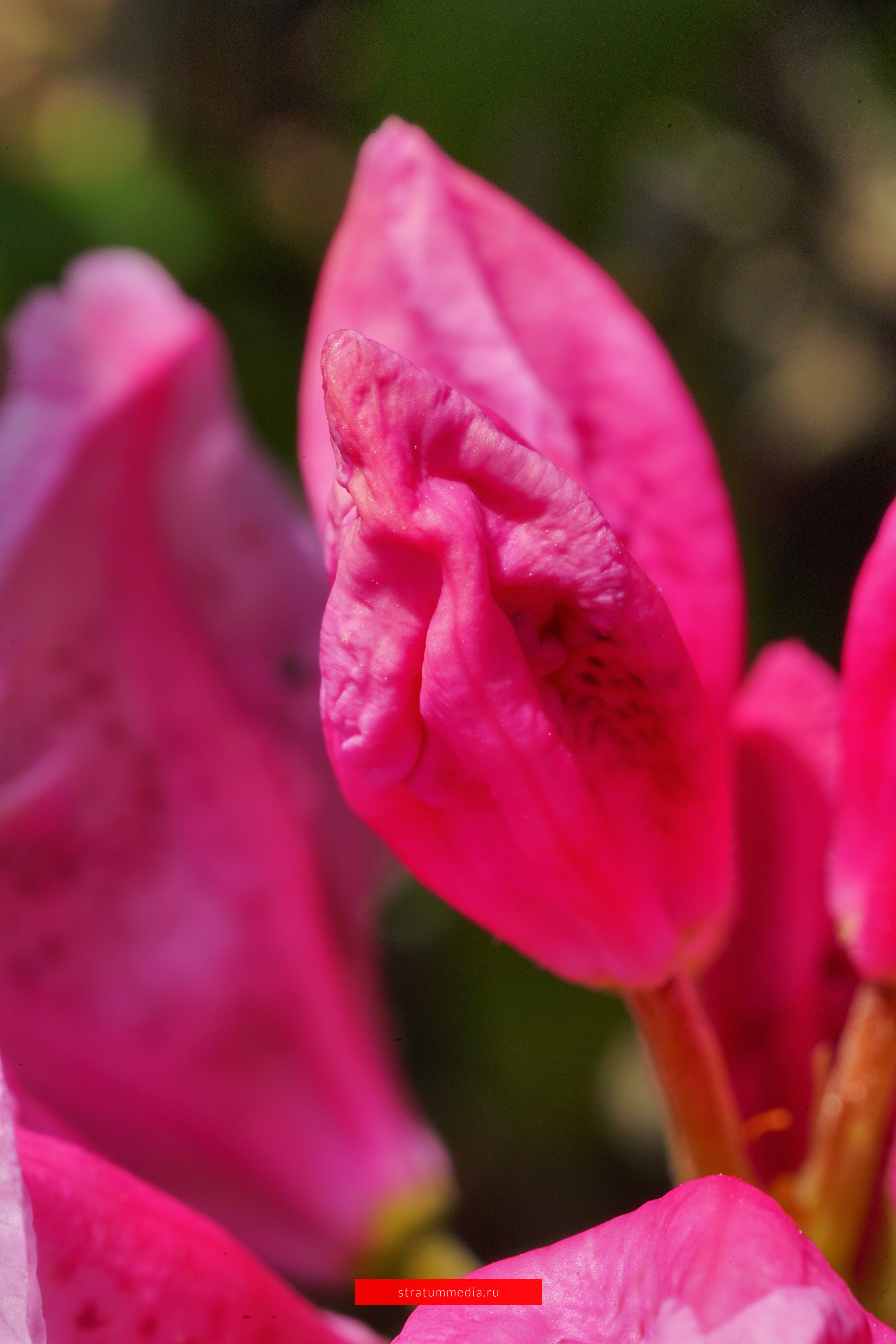 Как я провел День Молодежи и побывал на концерте школы НБС. Stratum Media — Фото-Видео Съемки