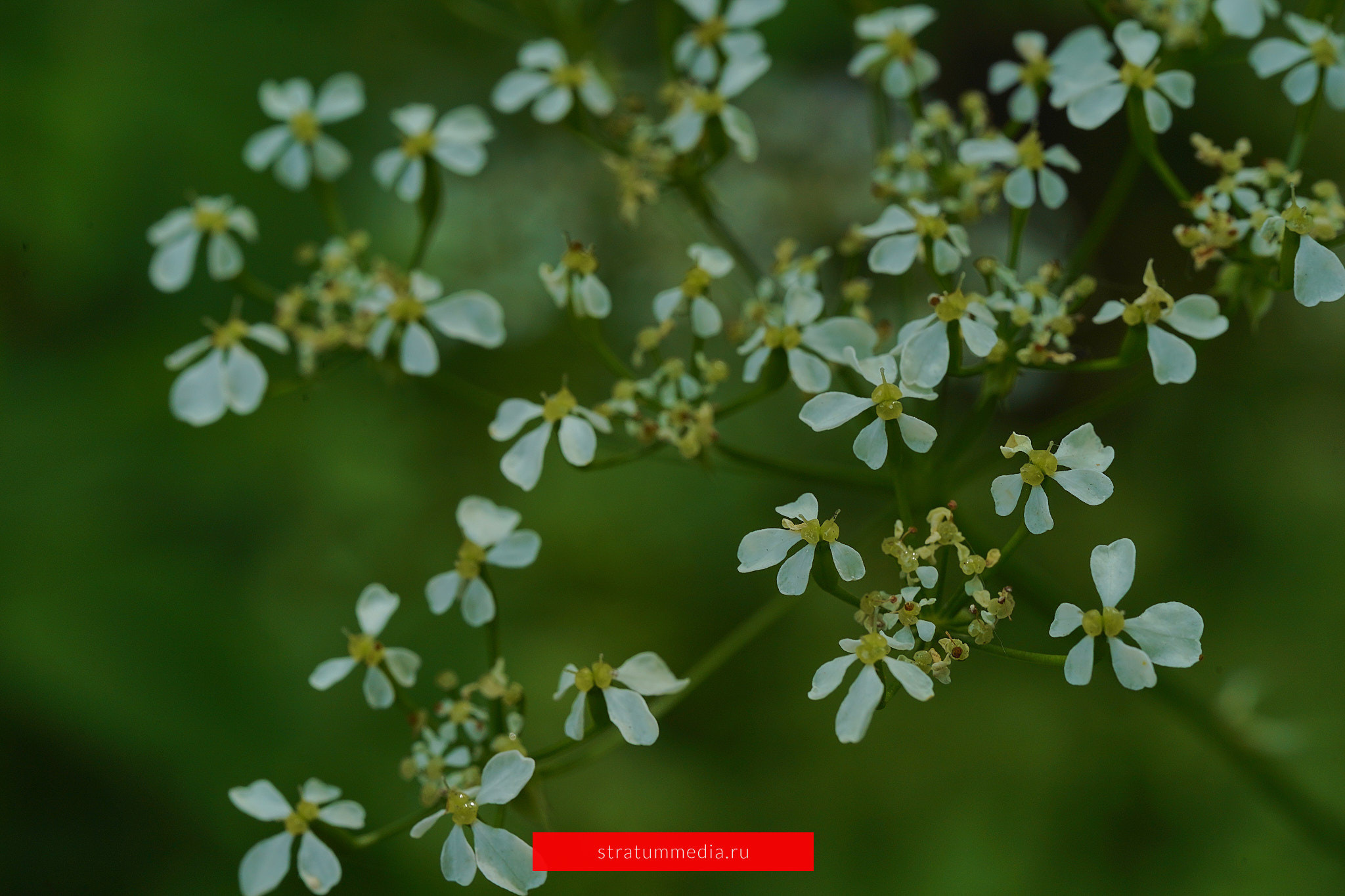 Как я провел День Молодежи и побывал на концерте школы НБС. Stratum Media — Фото-Видео Съемки