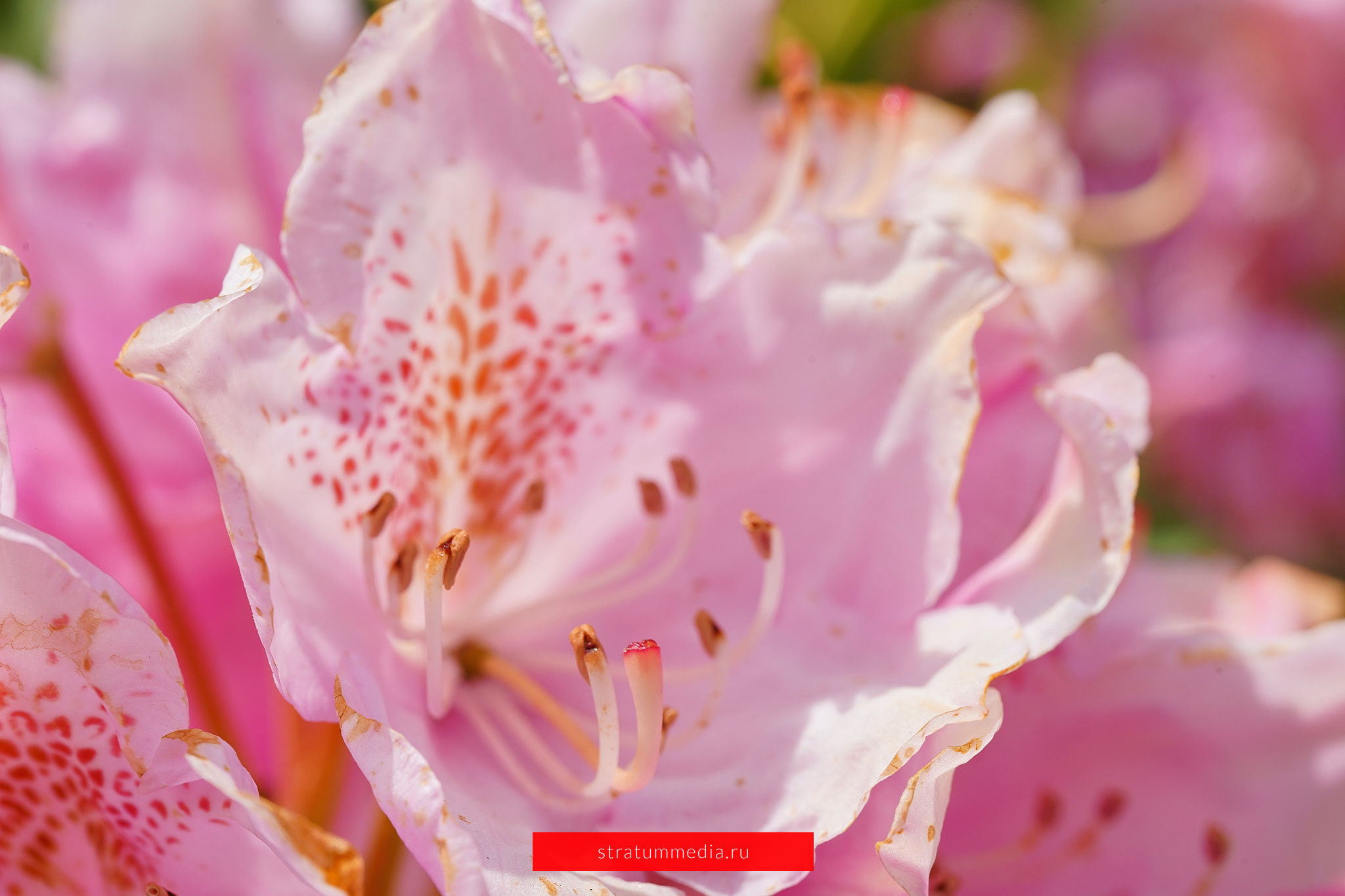 Как я провел День Молодежи и побывал на концерте школы НБС. Stratum Media — Фото-Видео Съемки