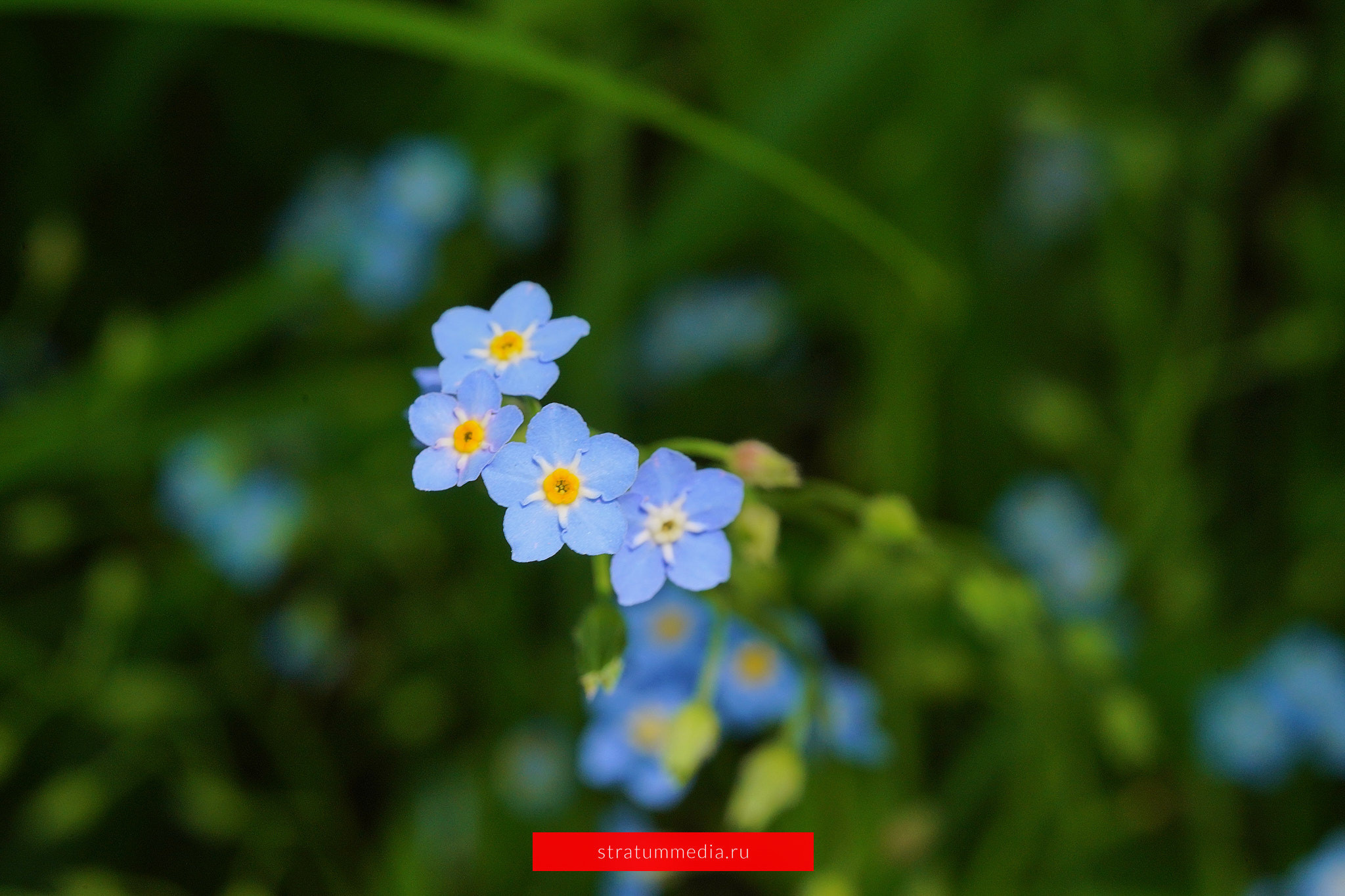 Как я провел День Молодежи и побывал на концерте школы НБС. Stratum Media — Фото-Видео Съемки