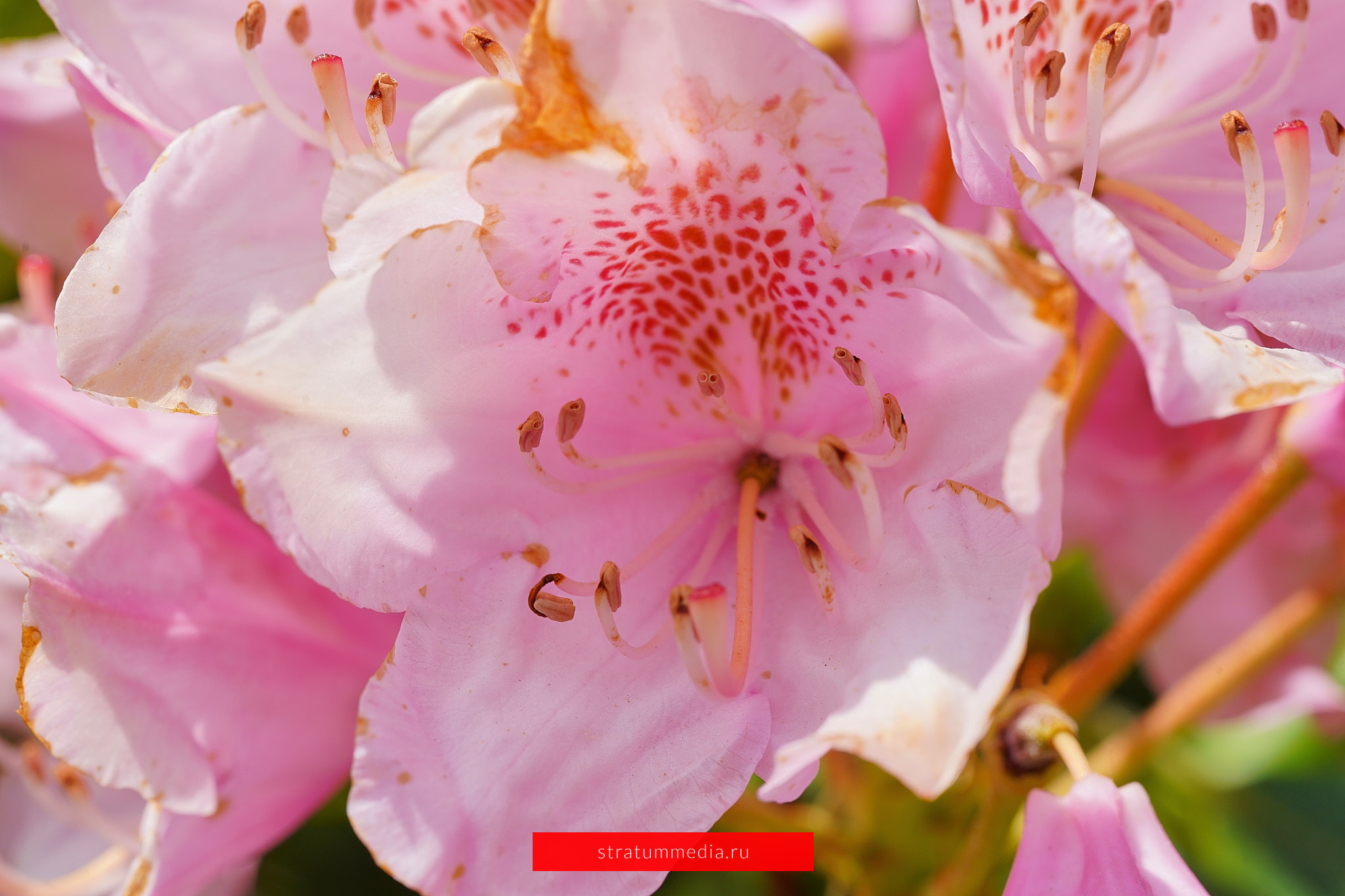 Как я провел День Молодежи и побывал на концерте школы НБС. Stratum Media — Фото-Видео Съемки