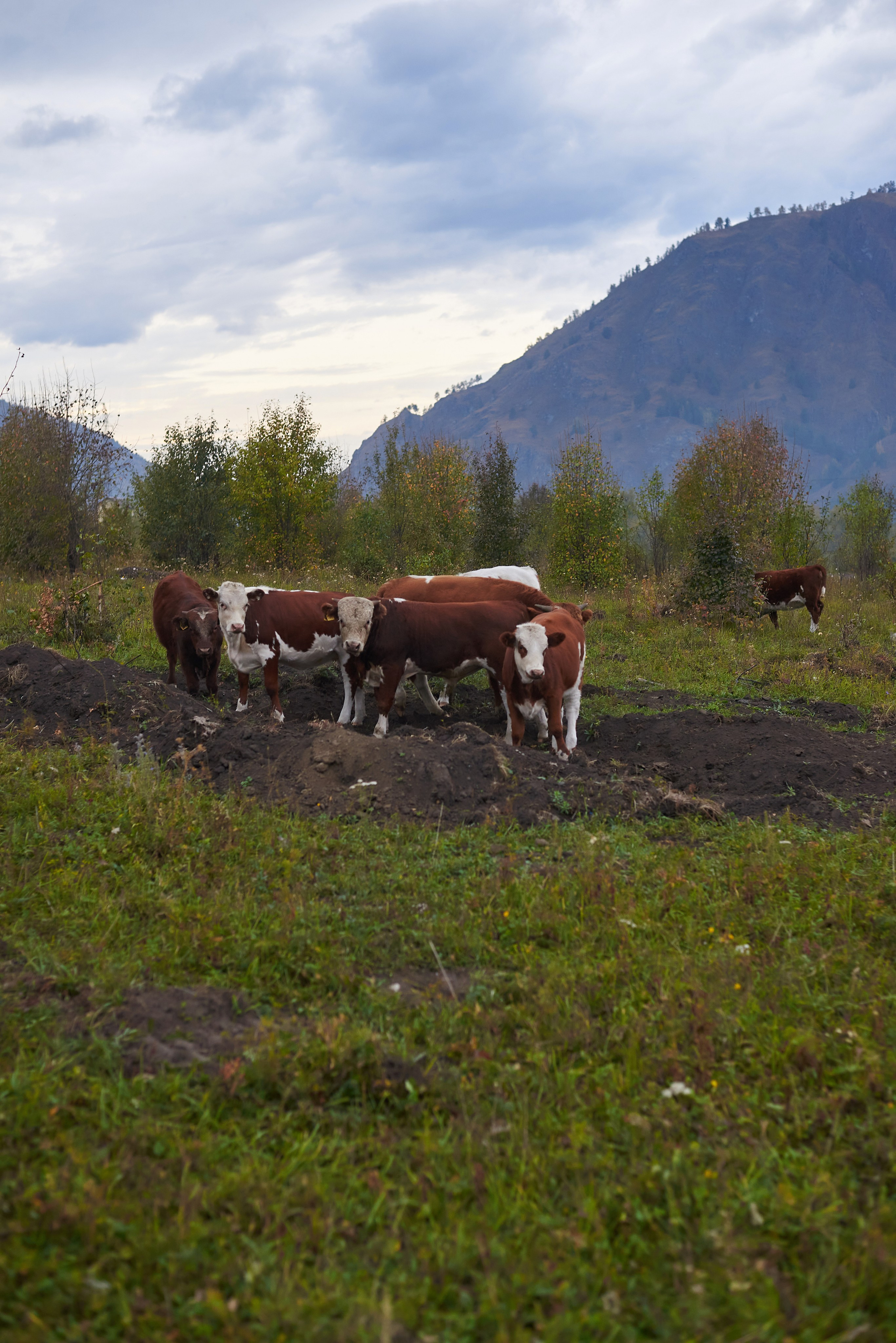 Для блога. Семейный фотограф в Барнауле, Горный Алтай, Заринск, Алейск