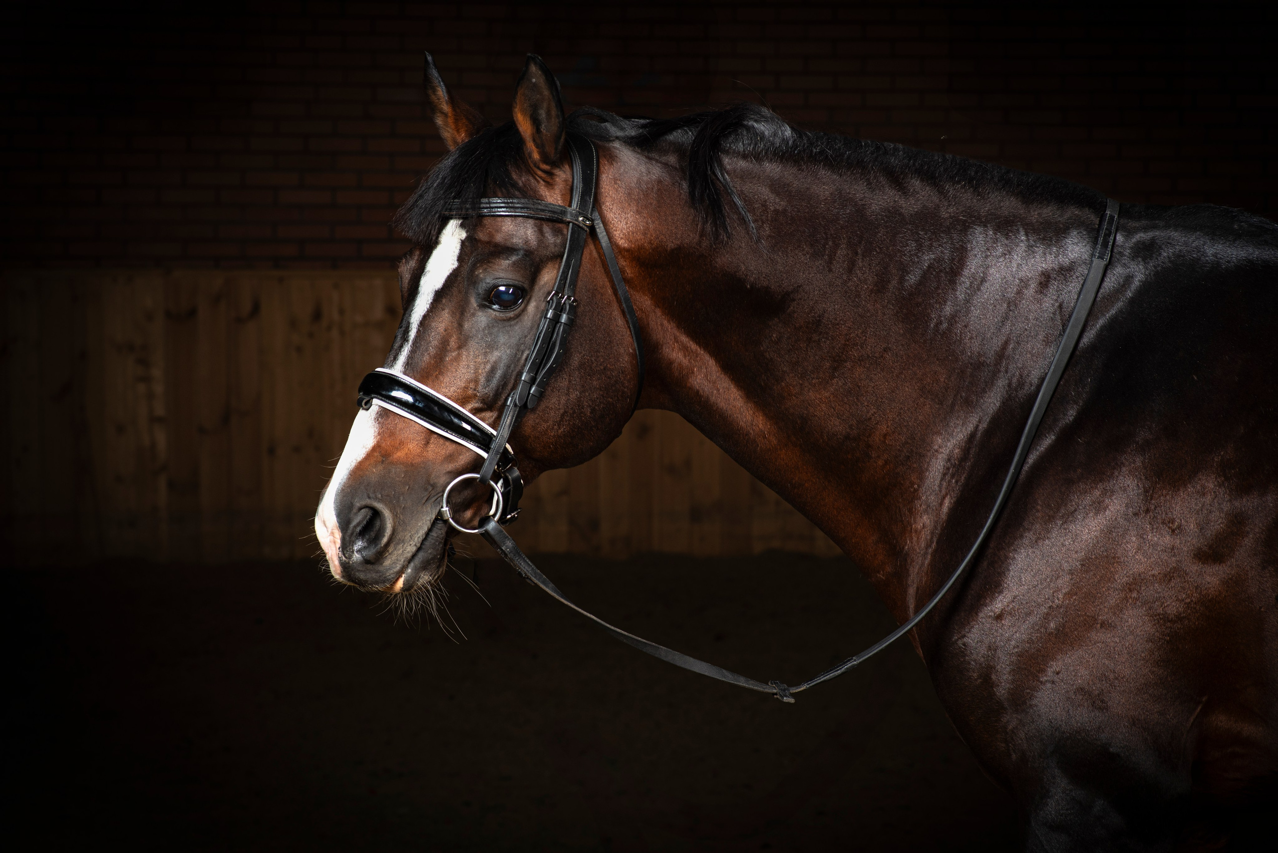 Фотография коня в конюшне 
