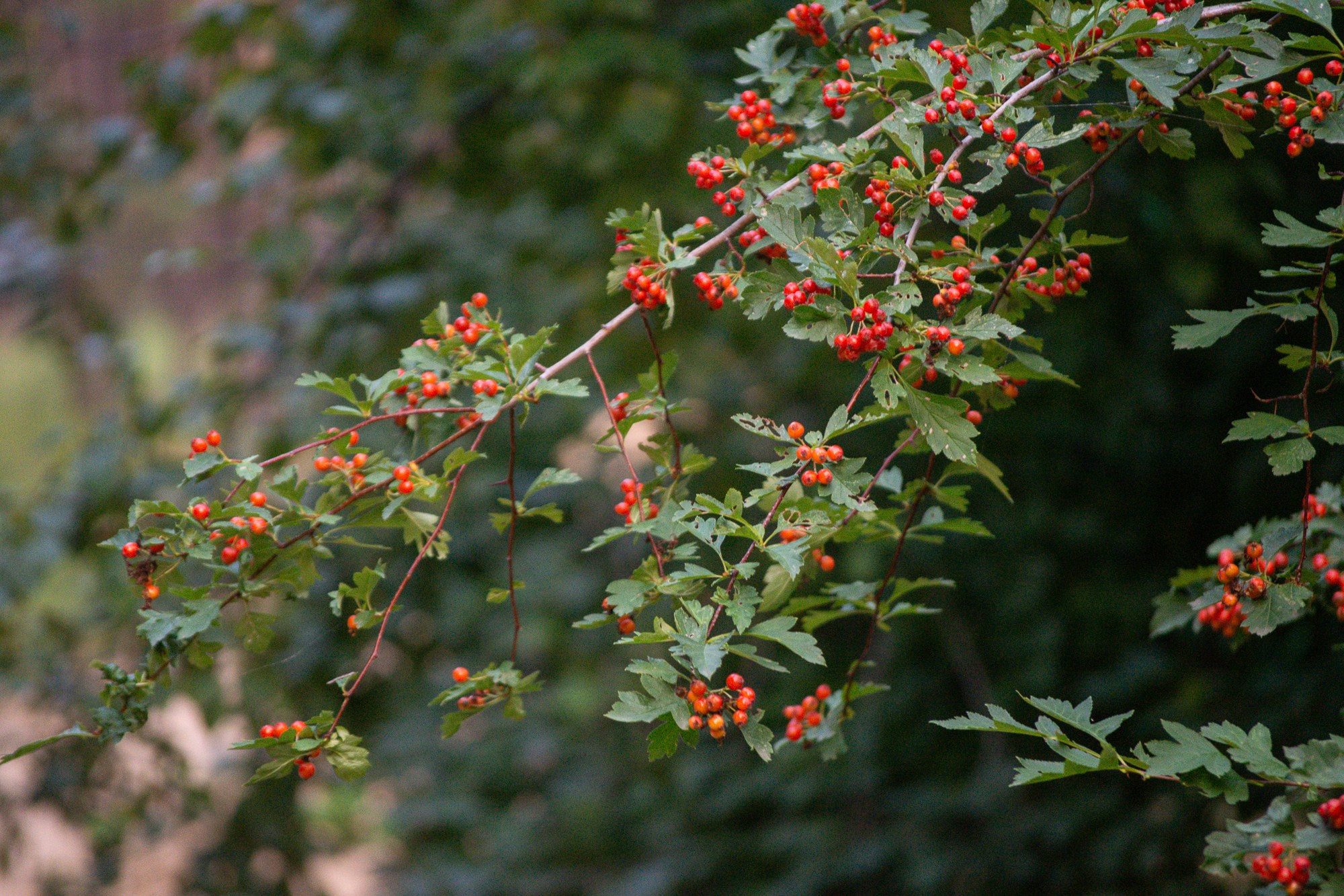 Разное. Репортажный фотограф г. Чита