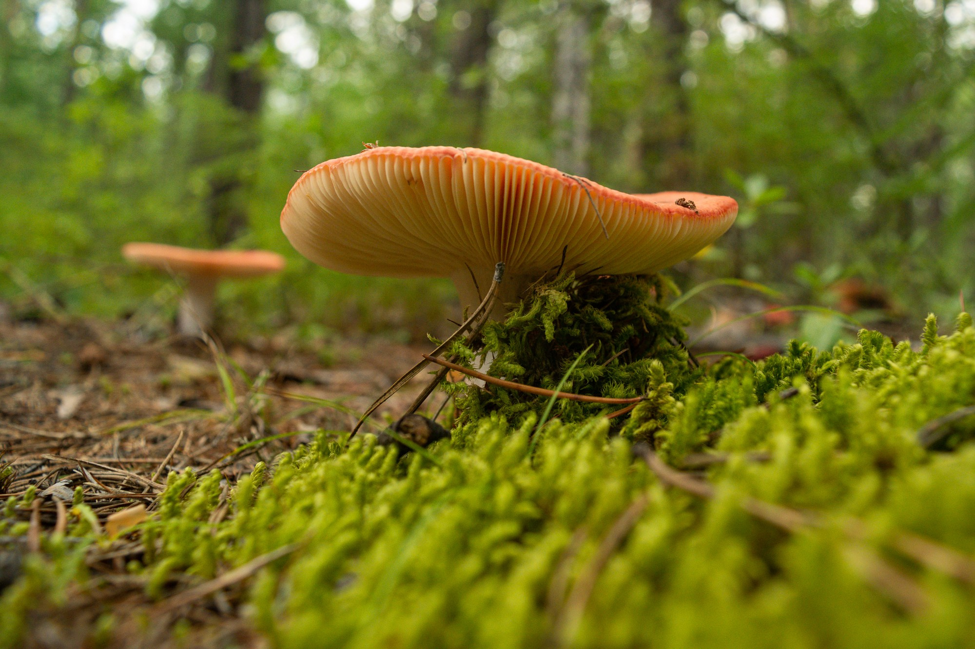 Разное. Репортажный фотограф г. Чита