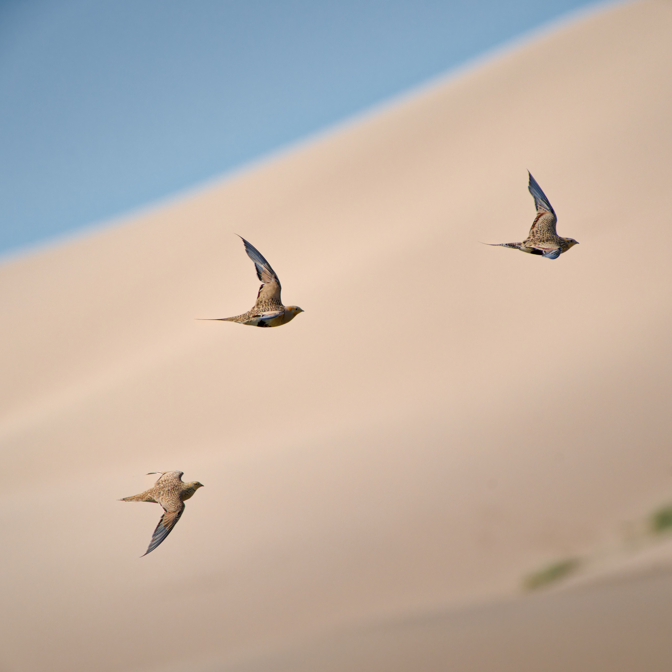 Экспедиция в Монголию (Гоби). Семоха Валерий. Фотограф