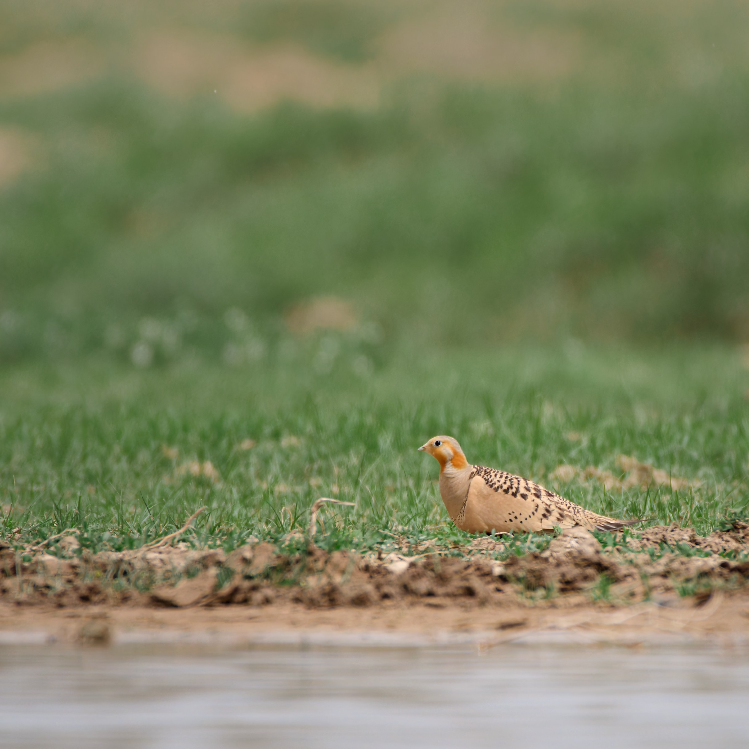 Экспедиция в Монголию (Гоби). Семоха Валерий. Фотограф