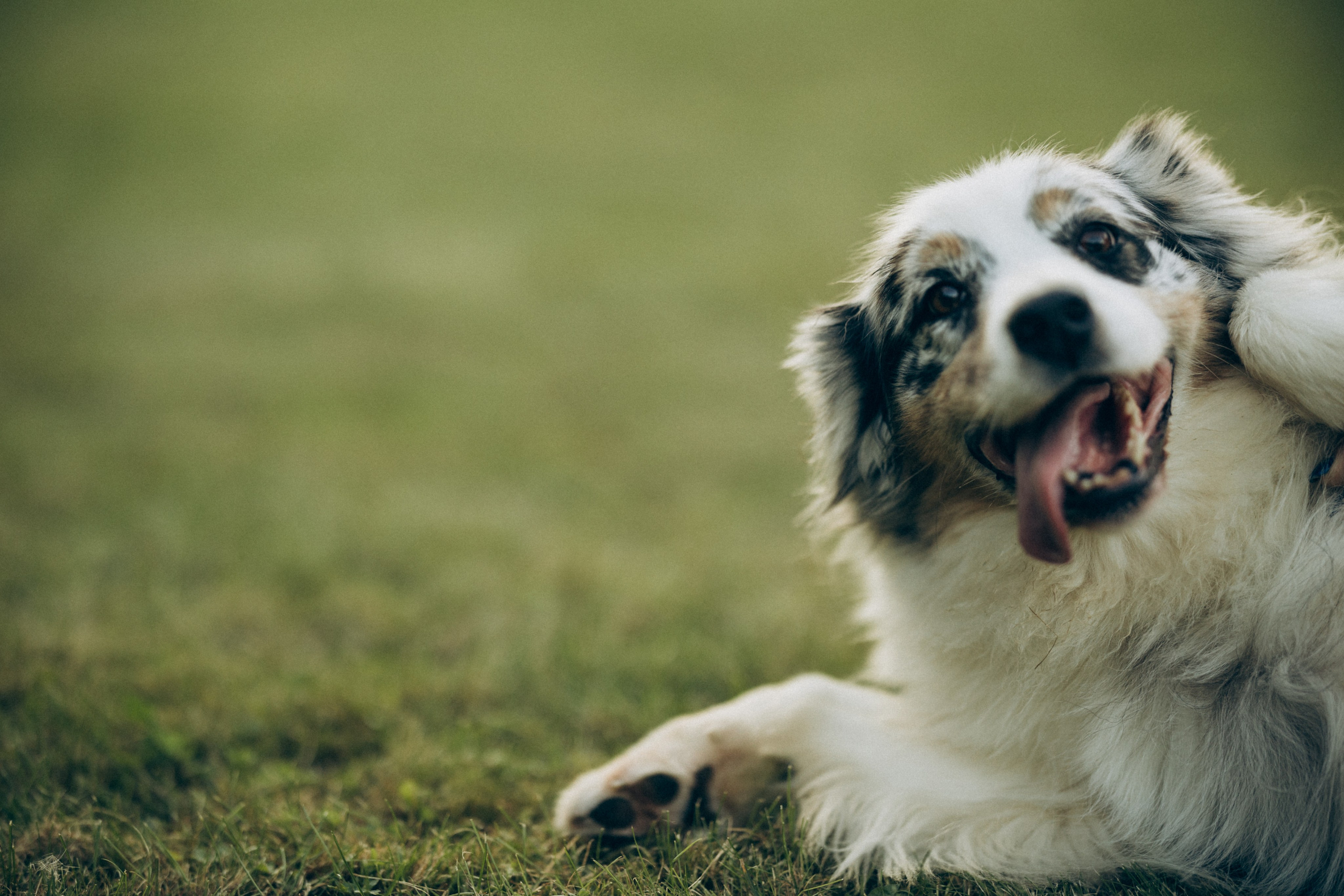 Катя и ее стая. Татьяна Афонина | Фотограф