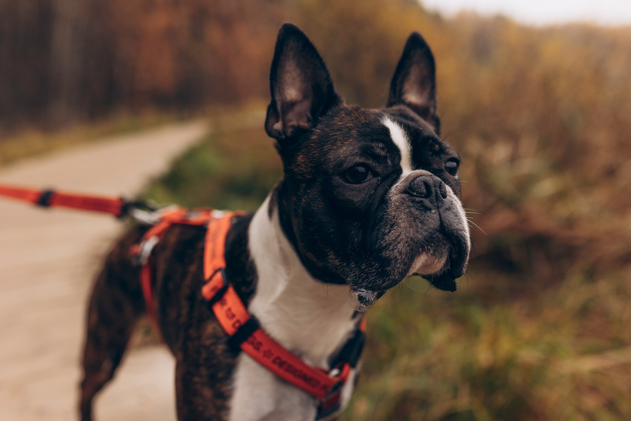 Настя и Харди. Татьяна Афонина | Фотограф